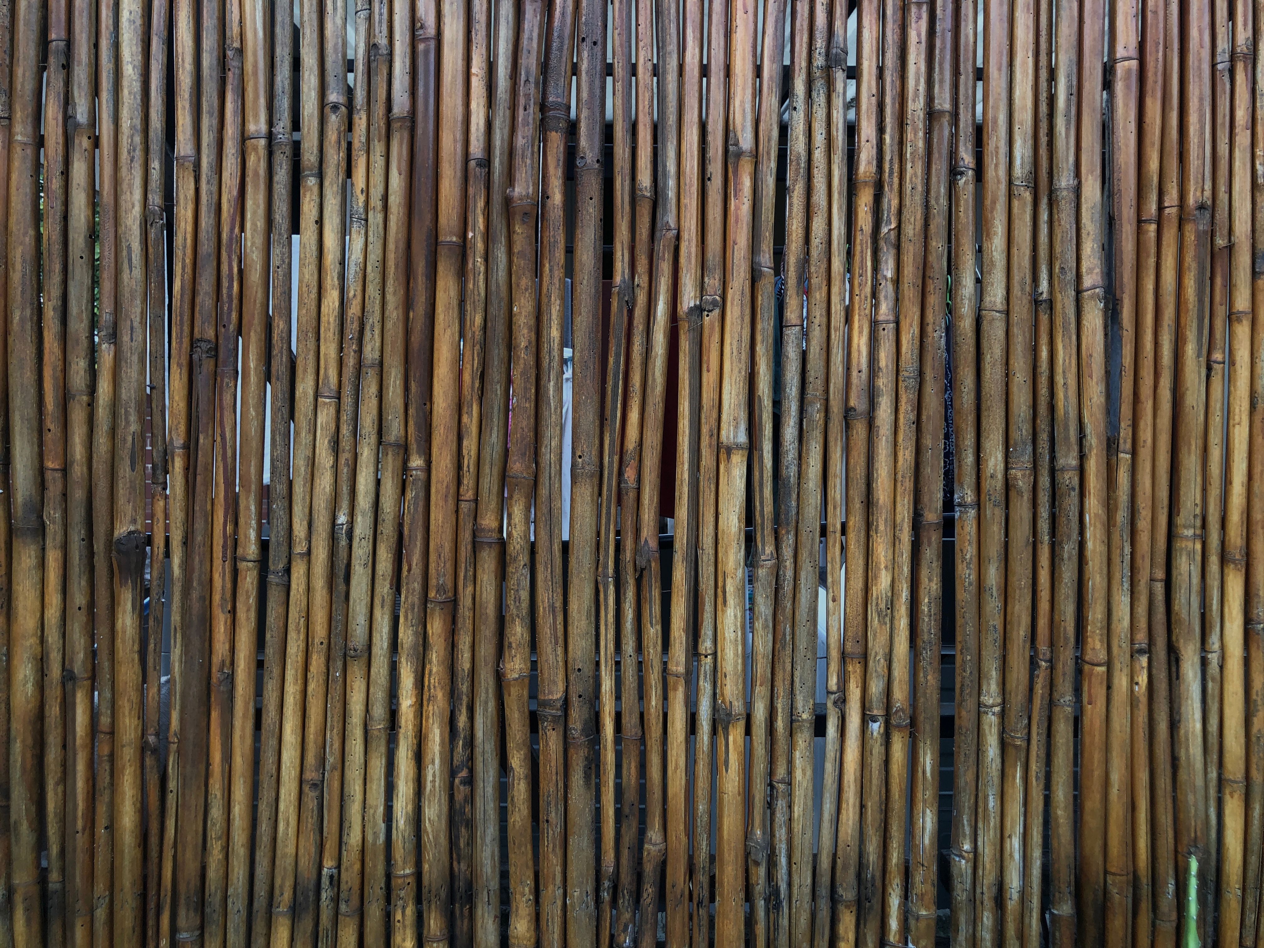 bamboo fence