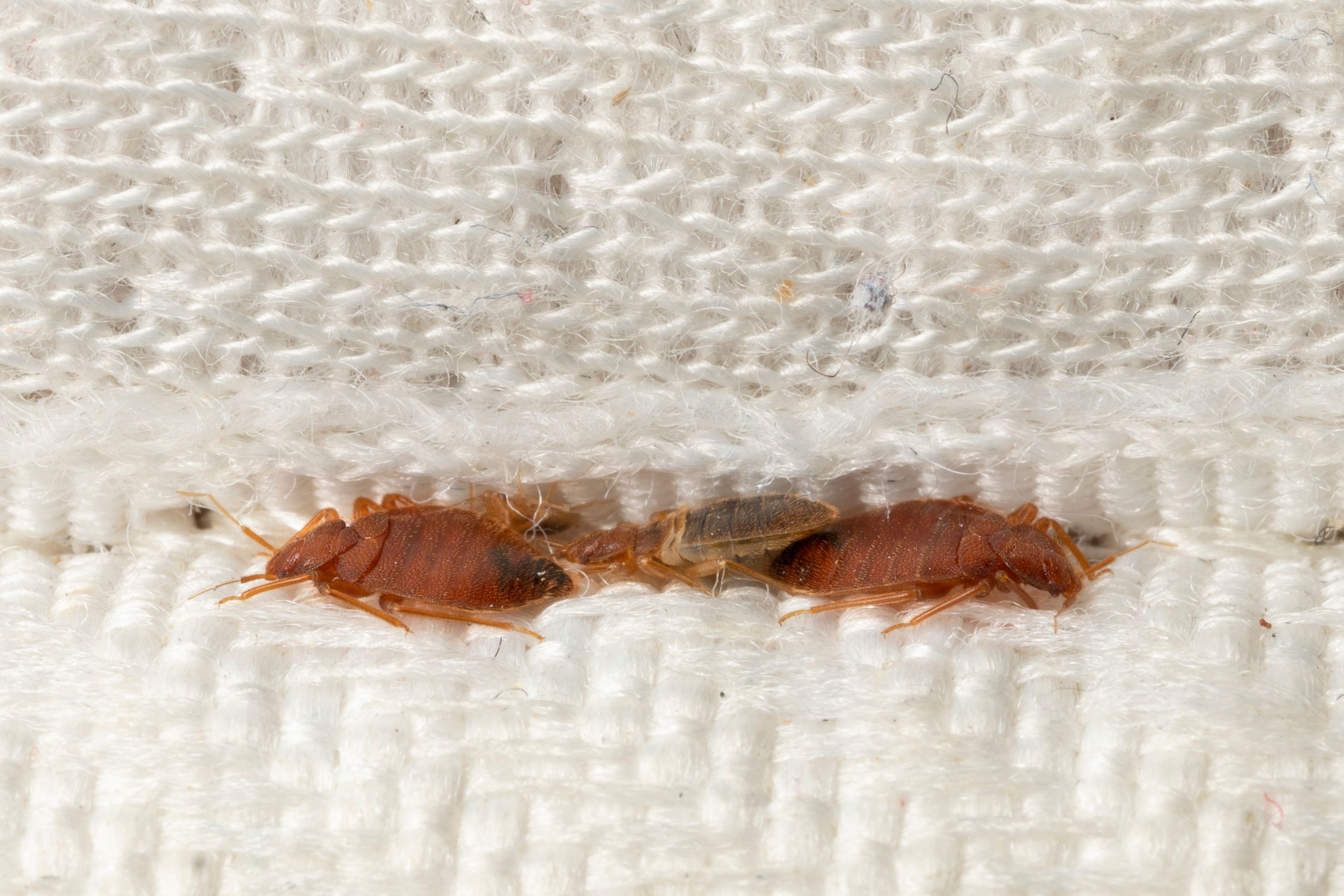bed bug hiding