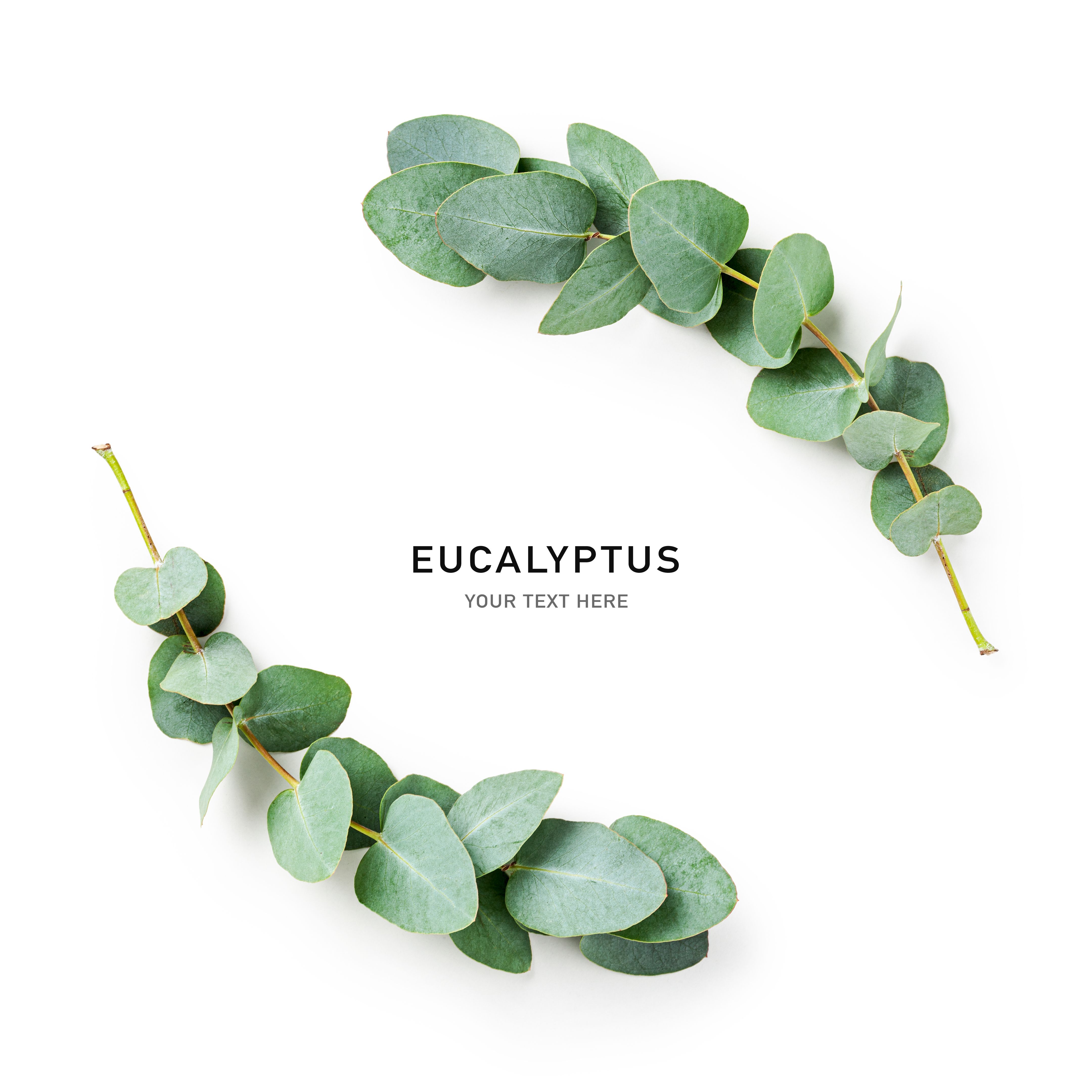 eucalyptus leaves