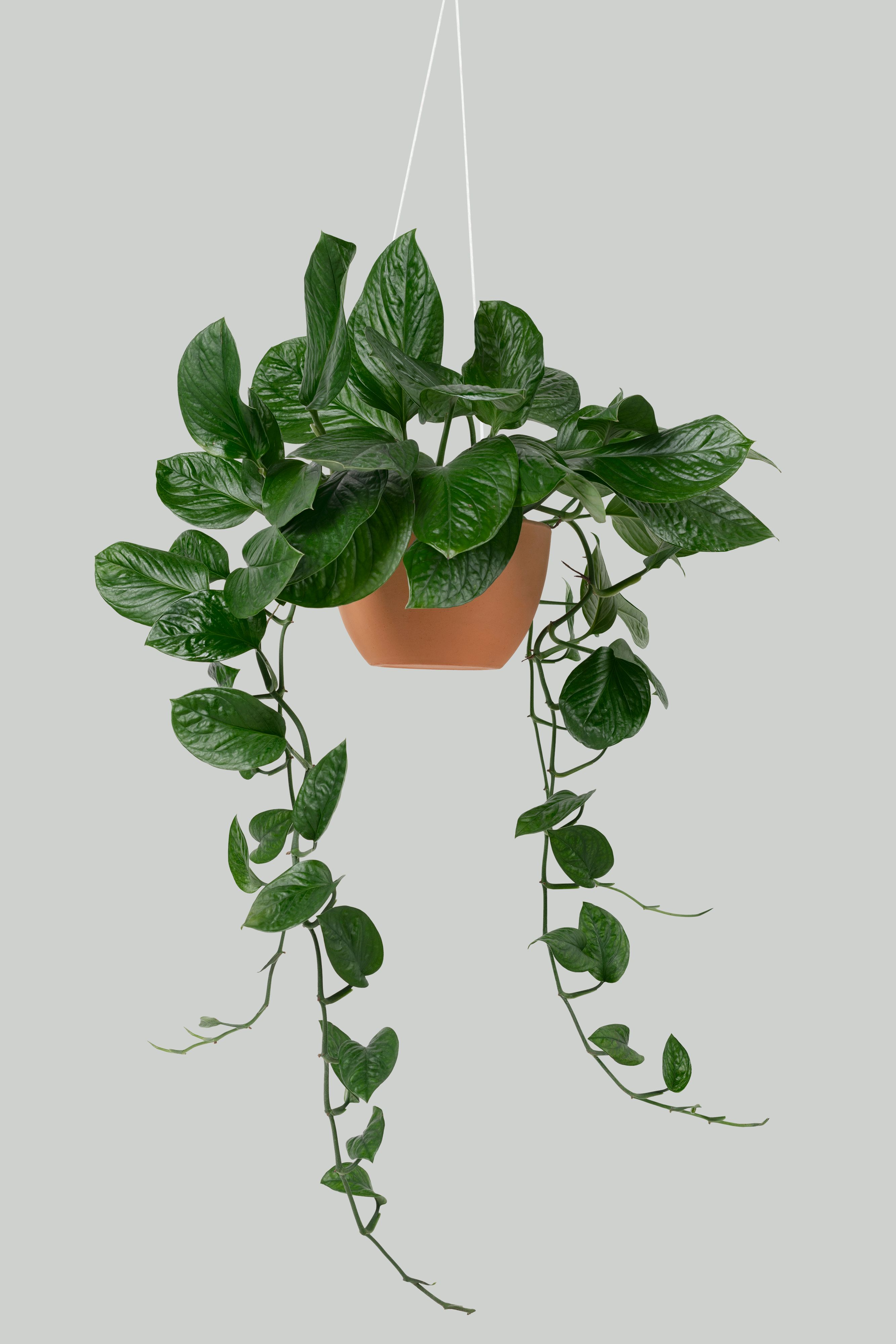 hanging plants