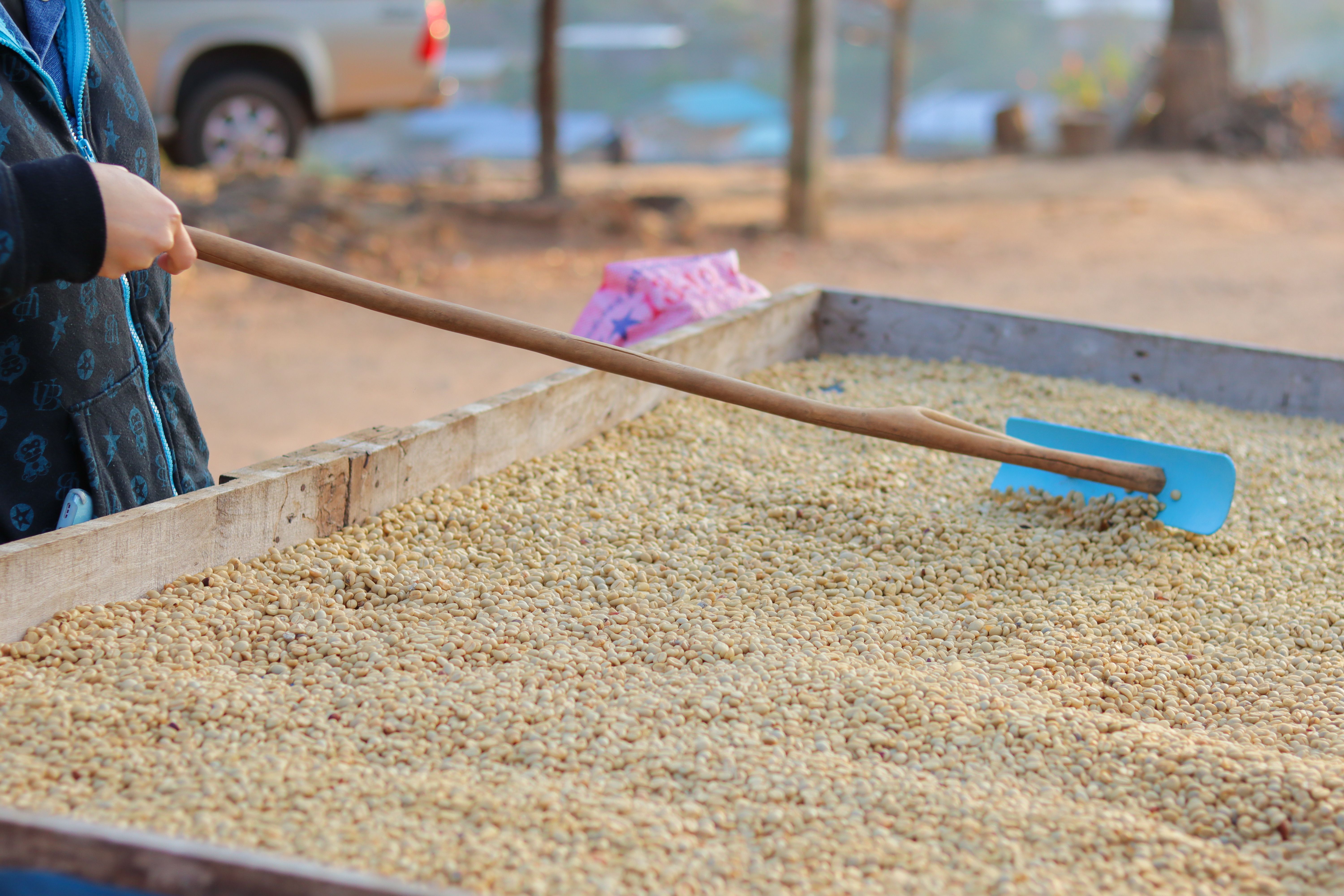 coffee processing