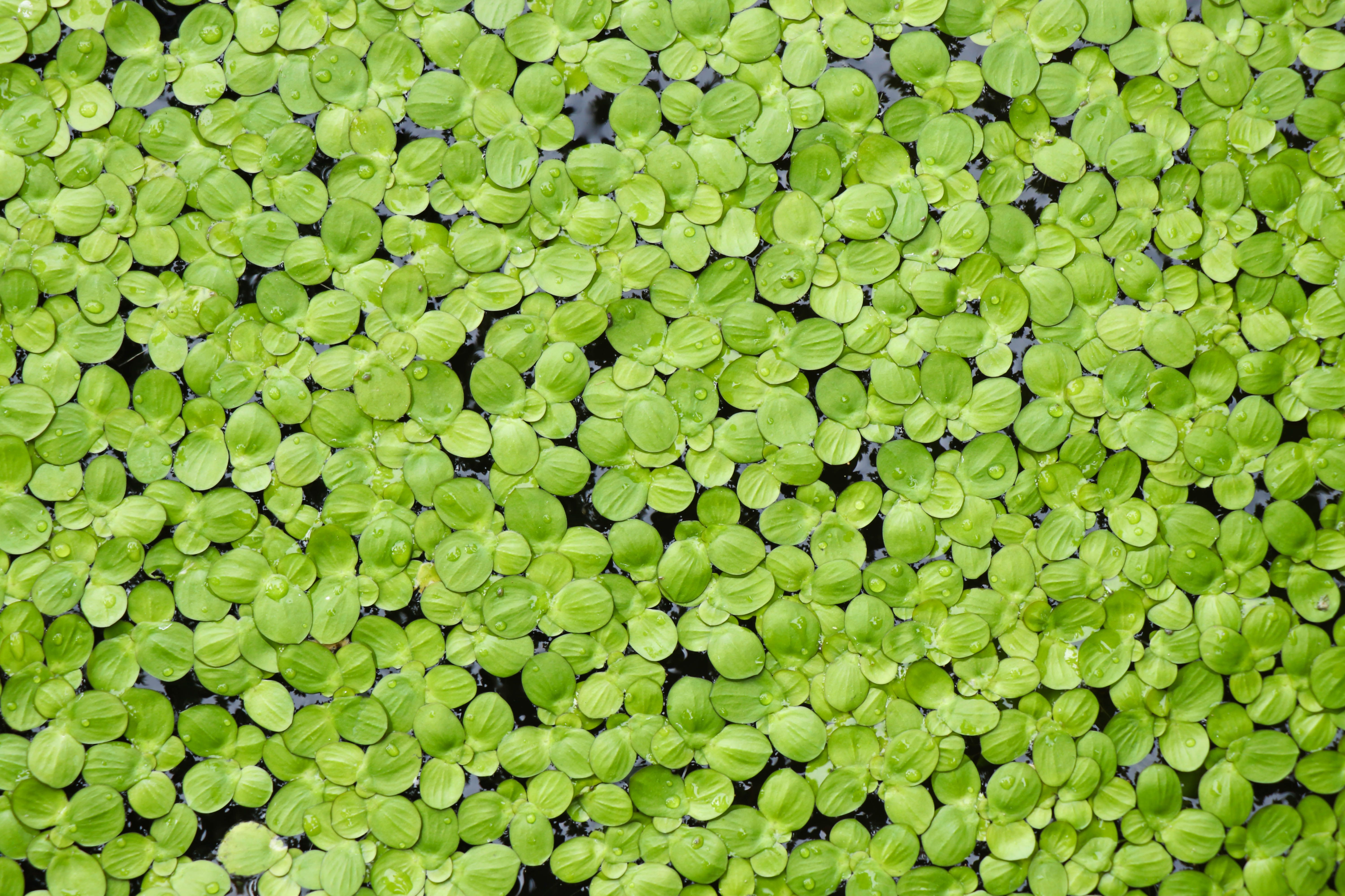 Natural Green Duckweed on The water,background or texture. Natural Green Duckweed on The water,background or texture.