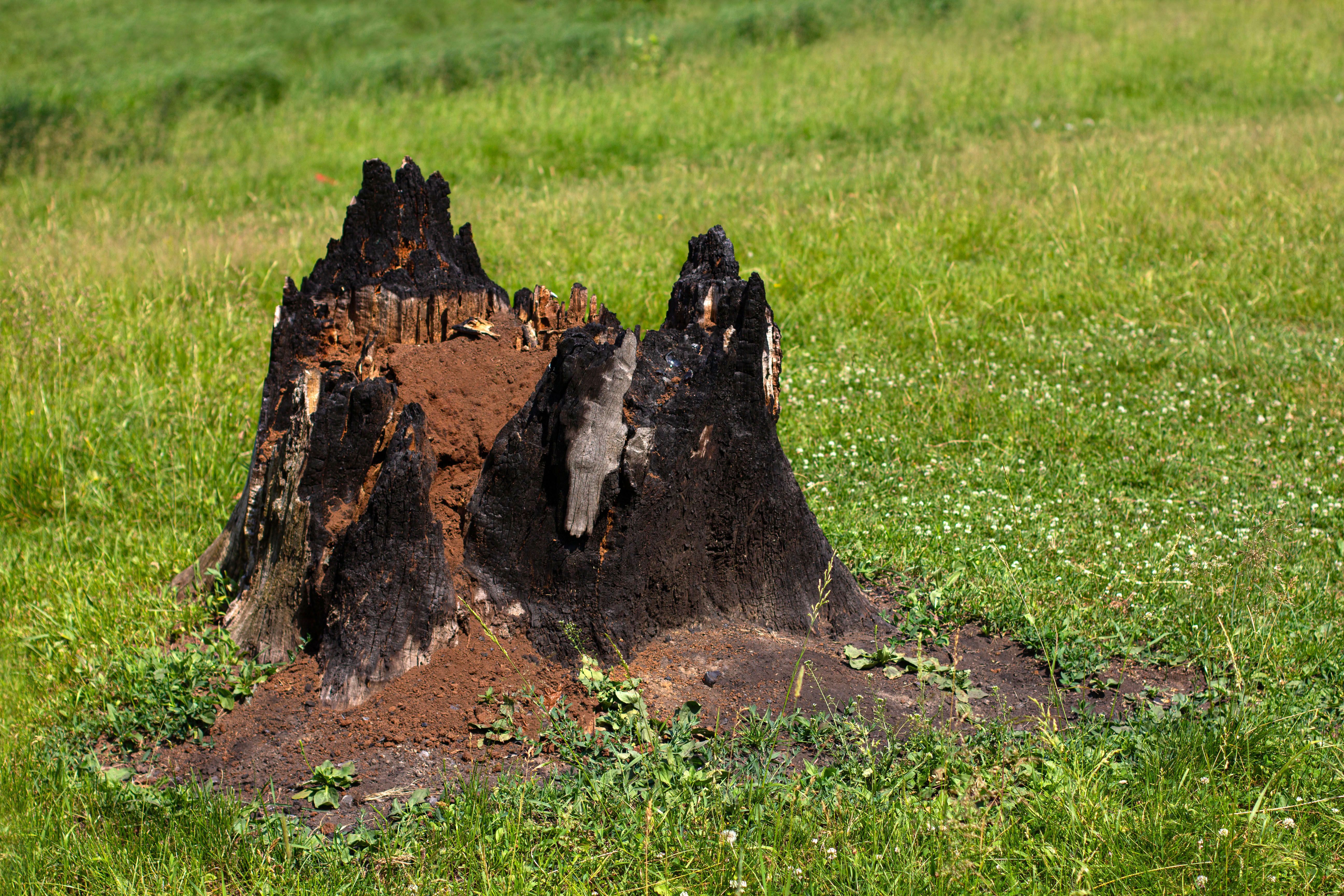 burning stump