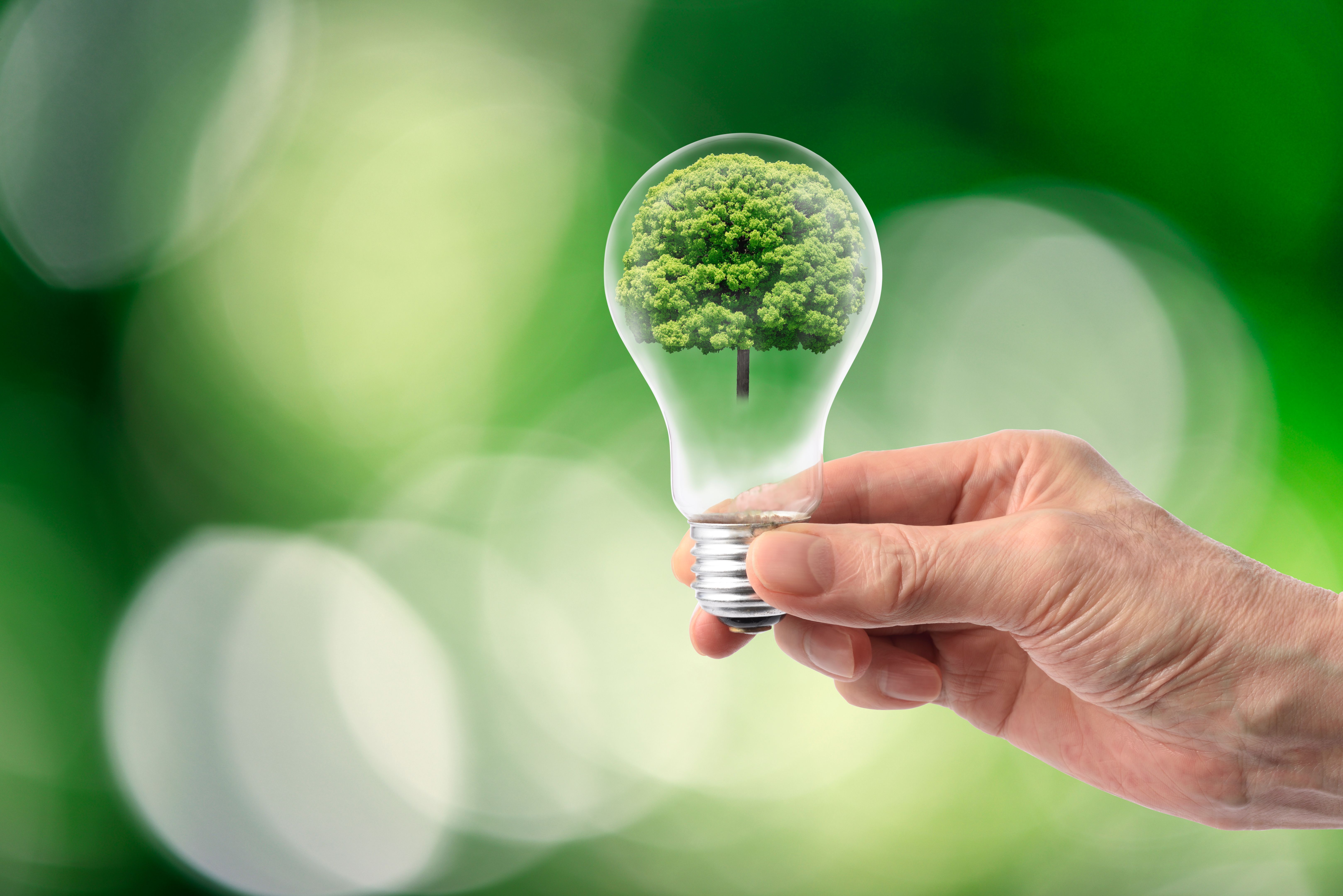 Hand holding light bulb with a camphor tree inside