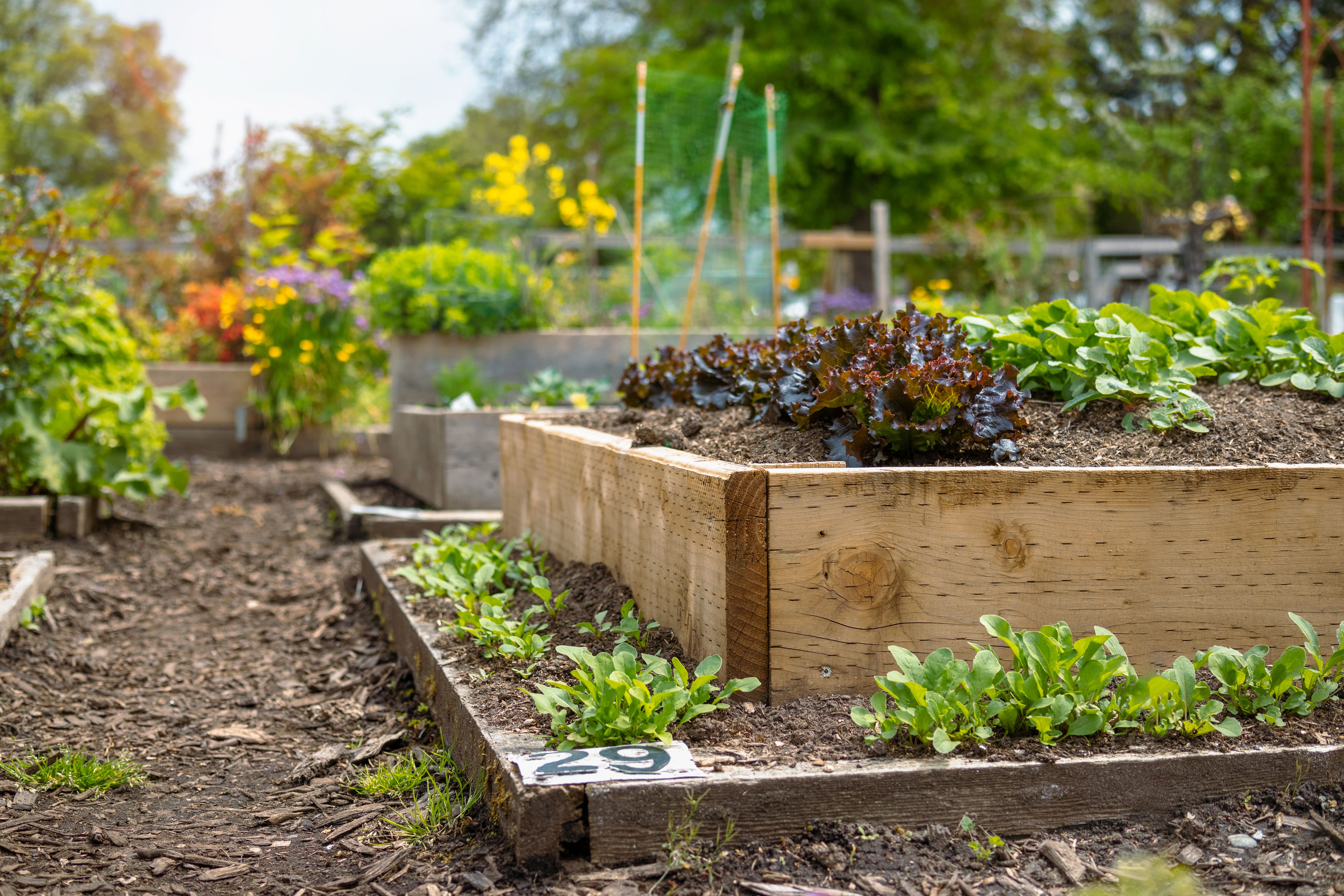 community gardens