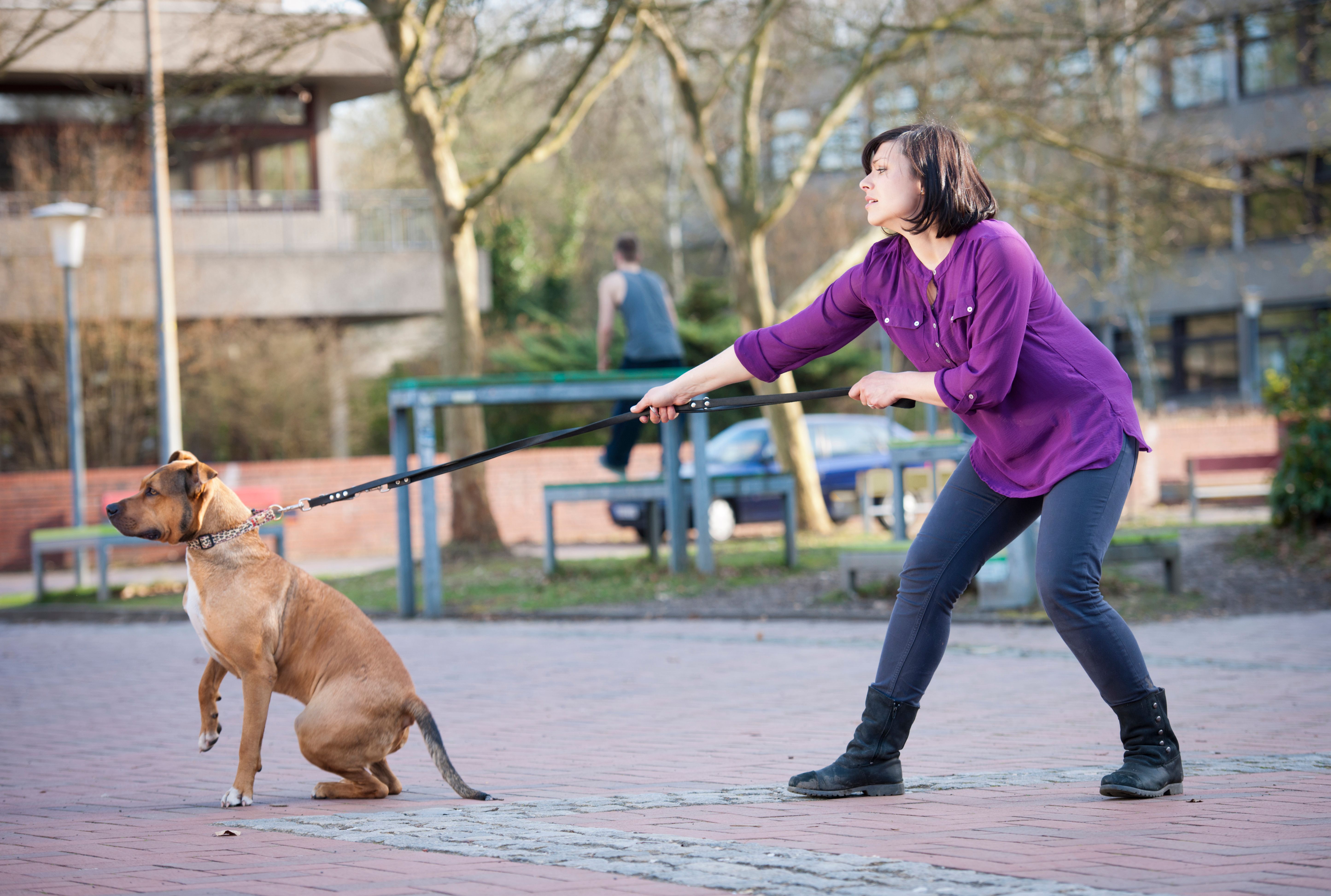 balanced dog training