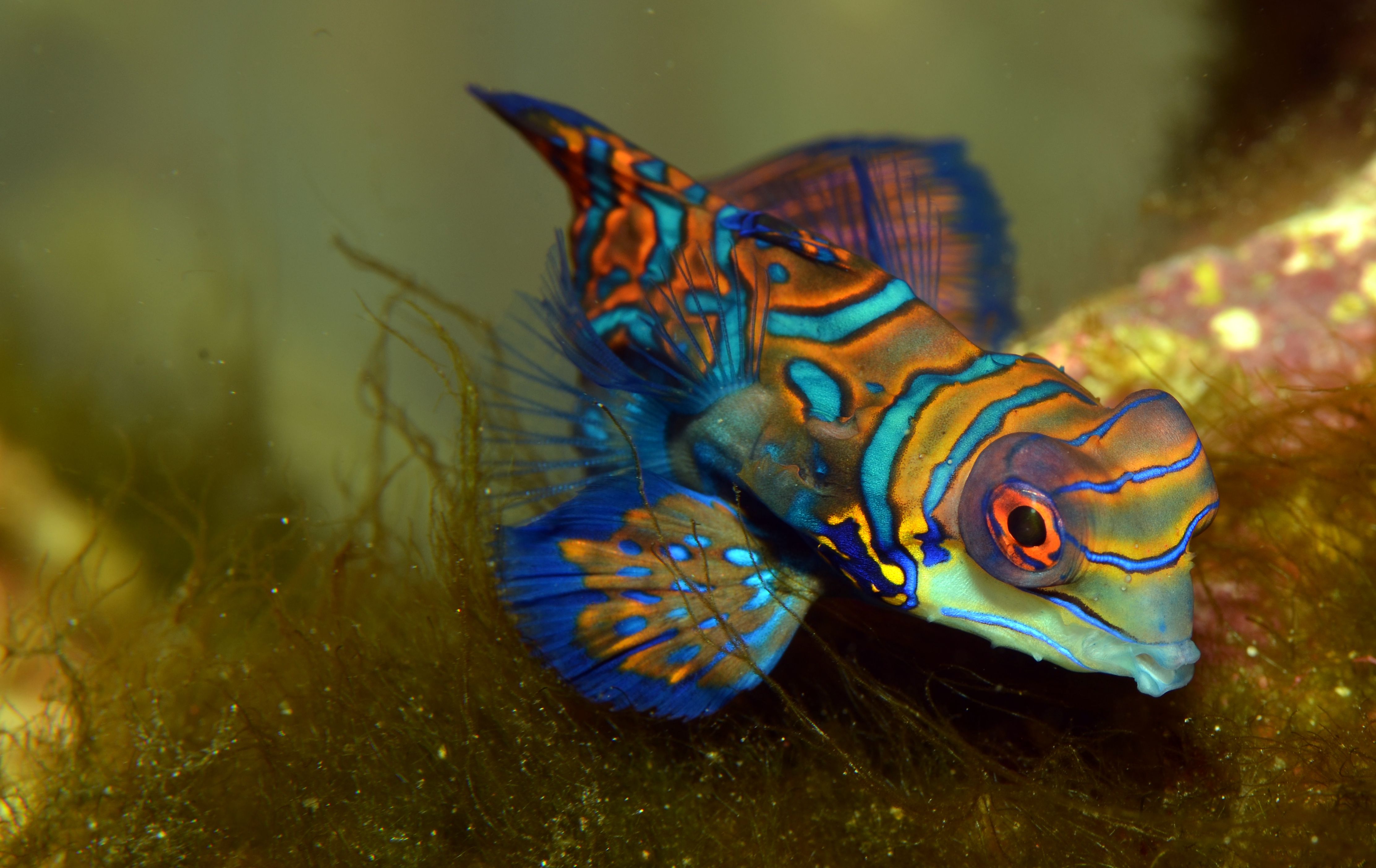 mandarin fish