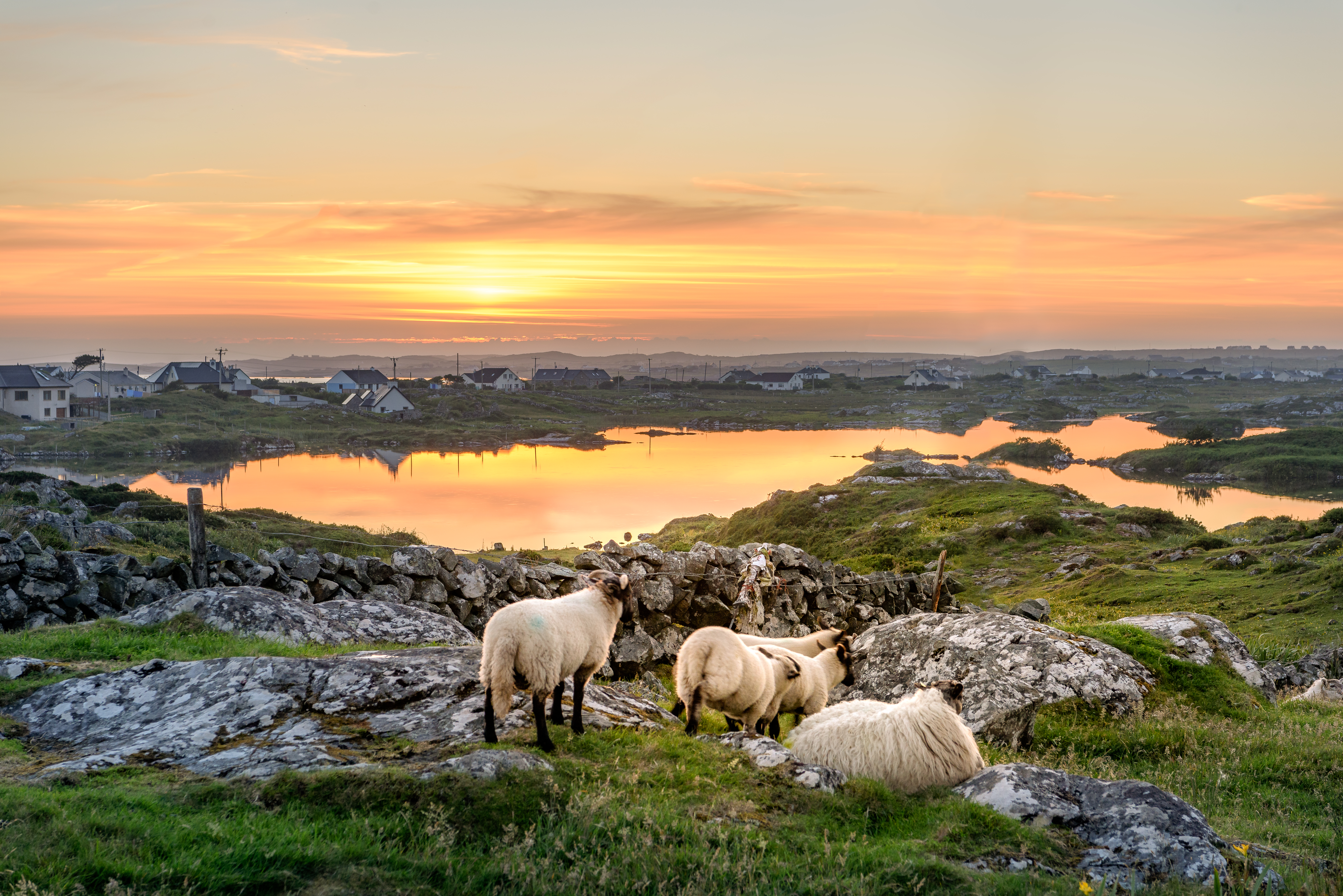 Sheep at sunset in Ireland Sheep at sunset in Ireland