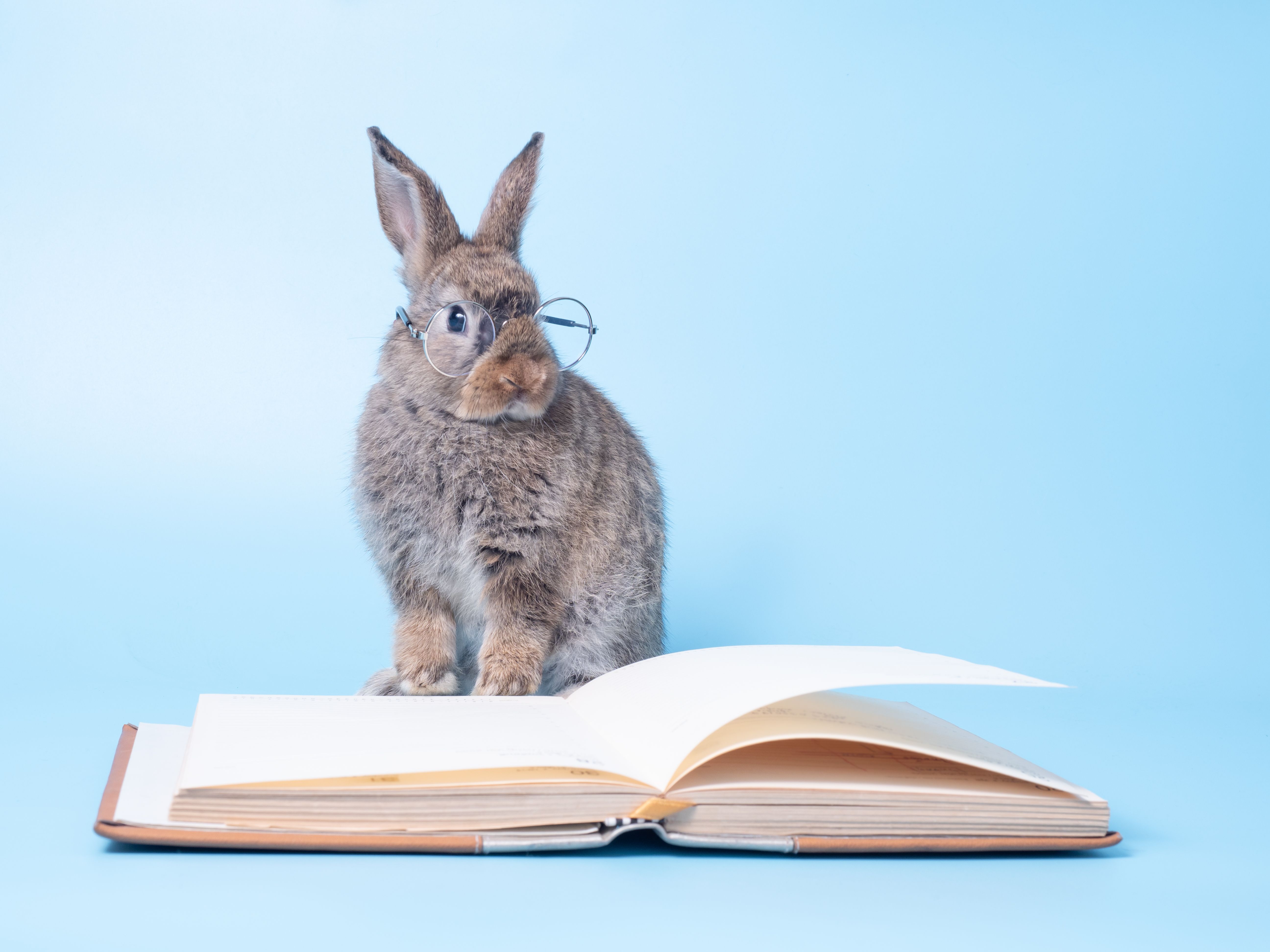 animal books