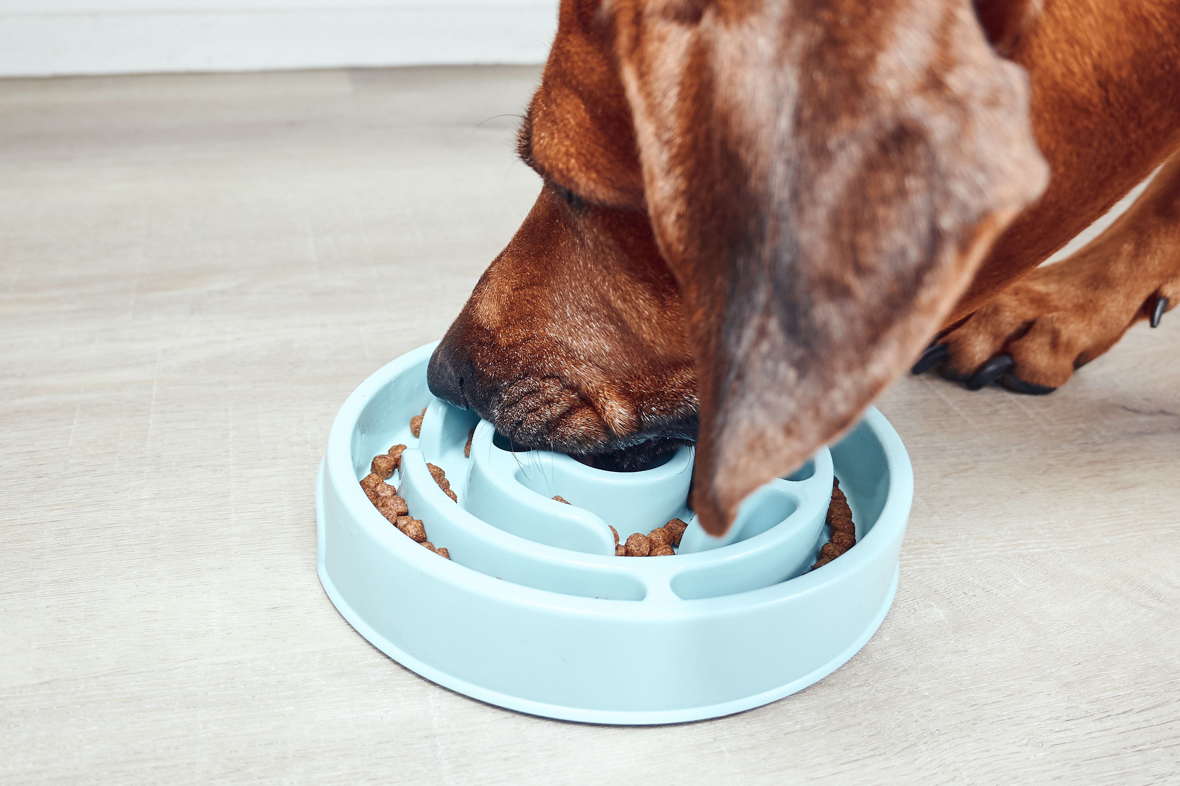 dog eating