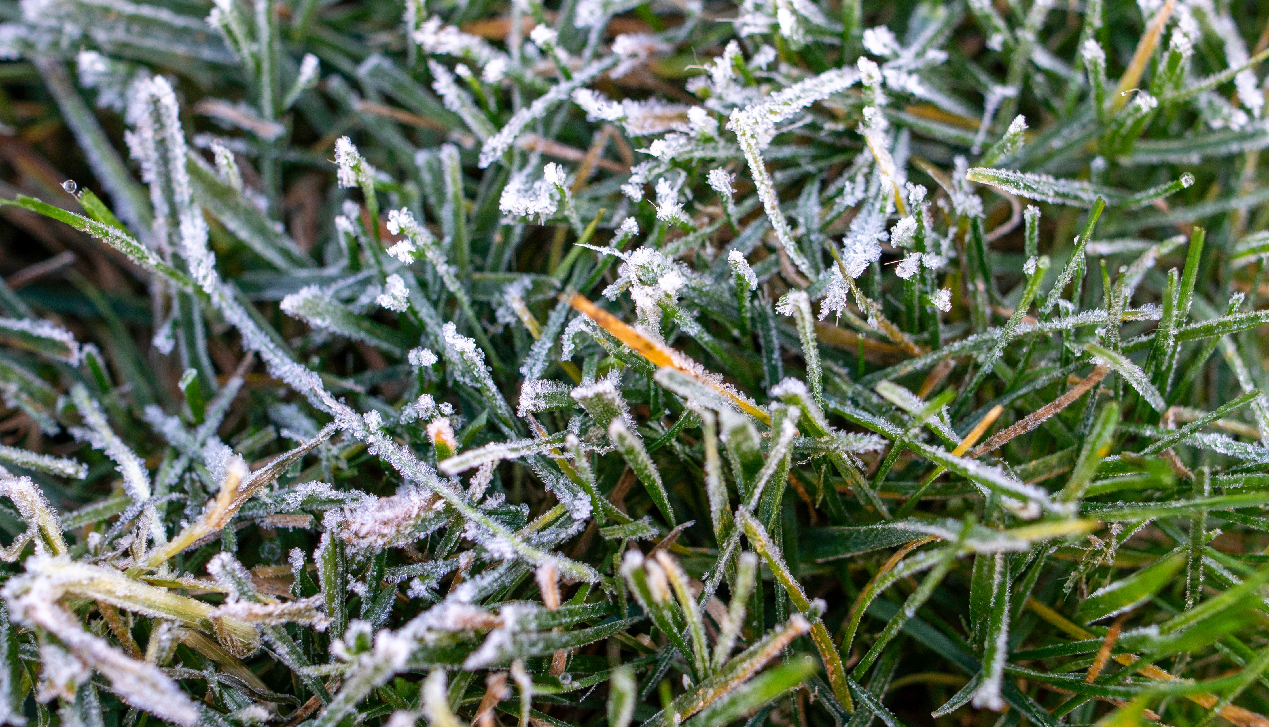 cold weather grass