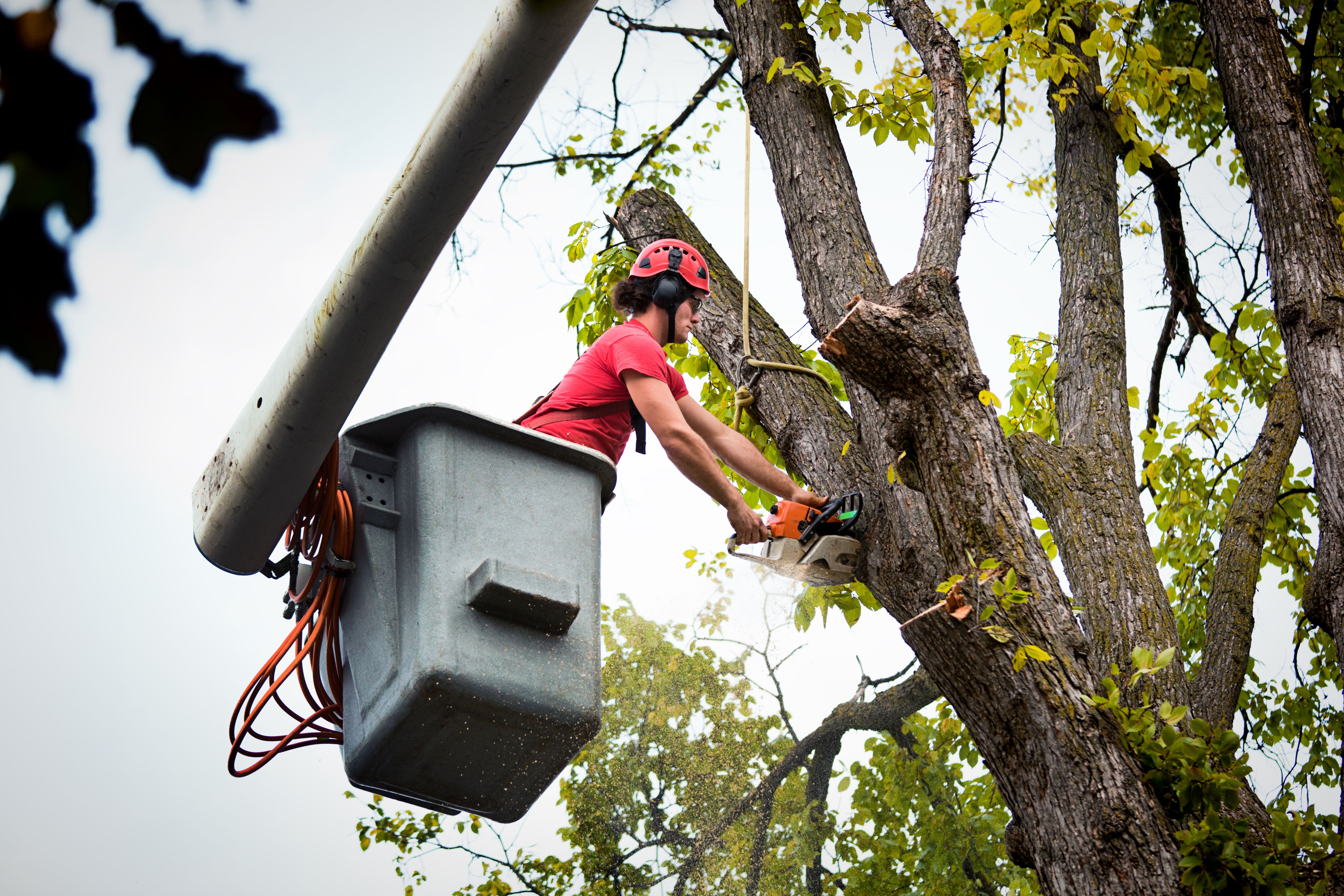 local tree service