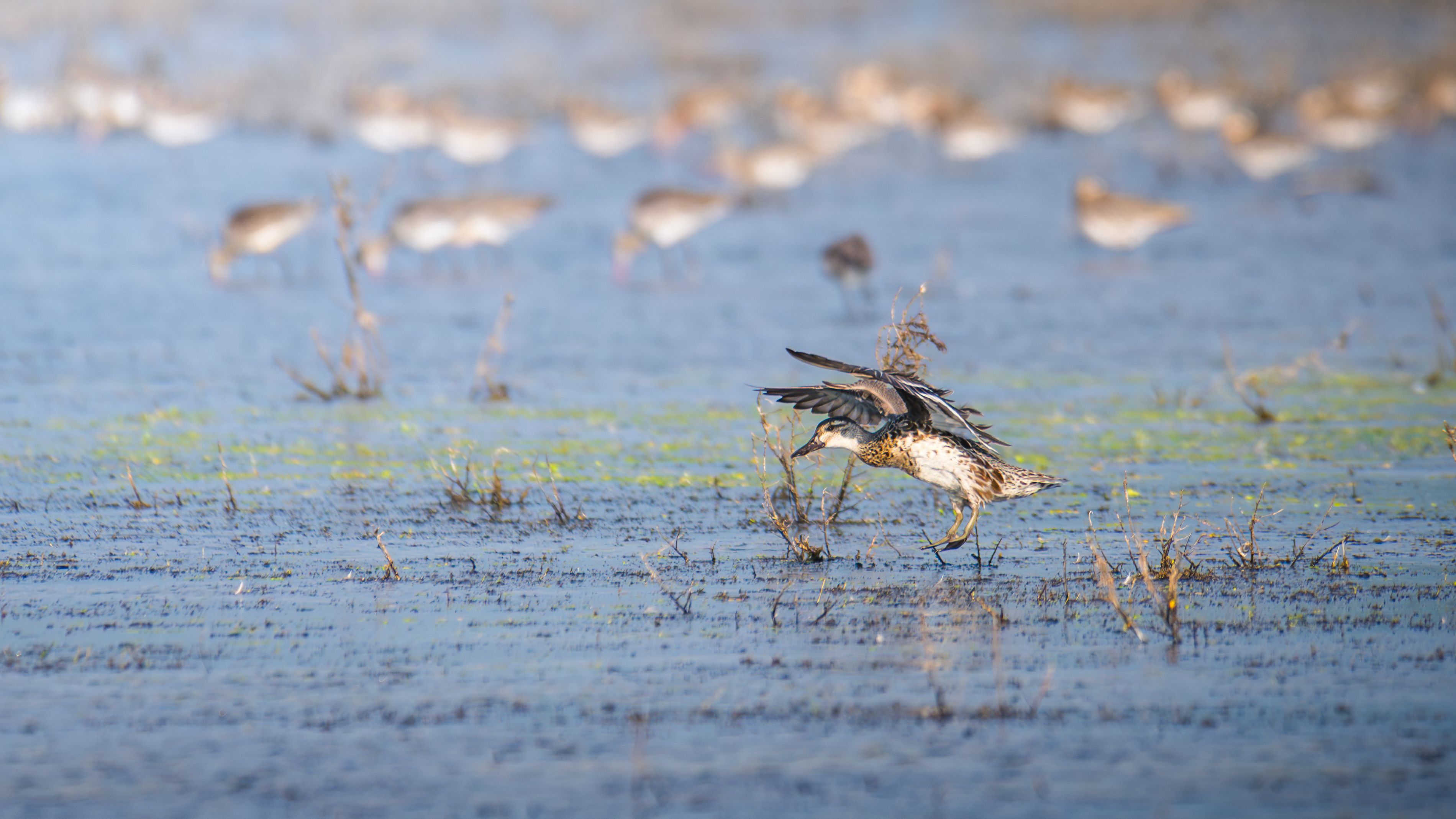 bird watching sri lanka
