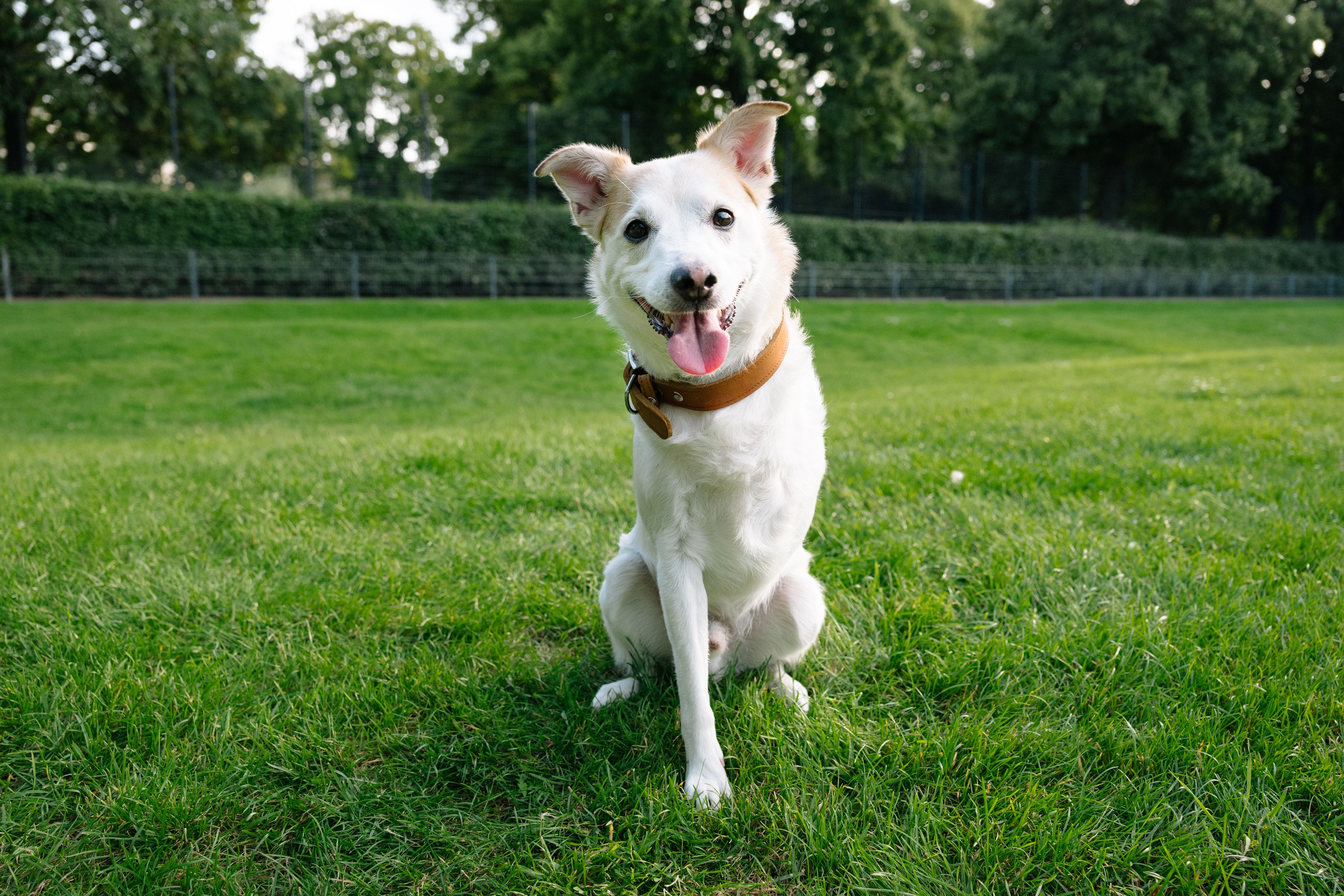happy dog park