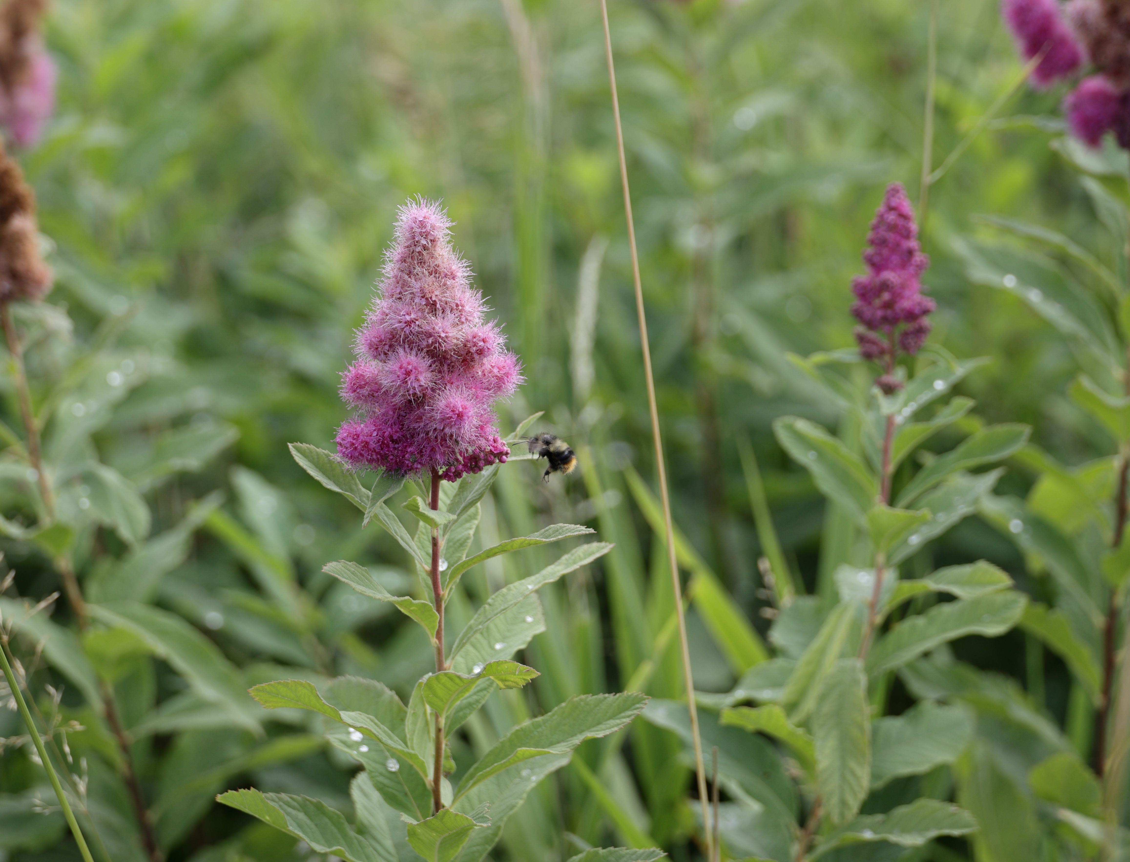 native plants