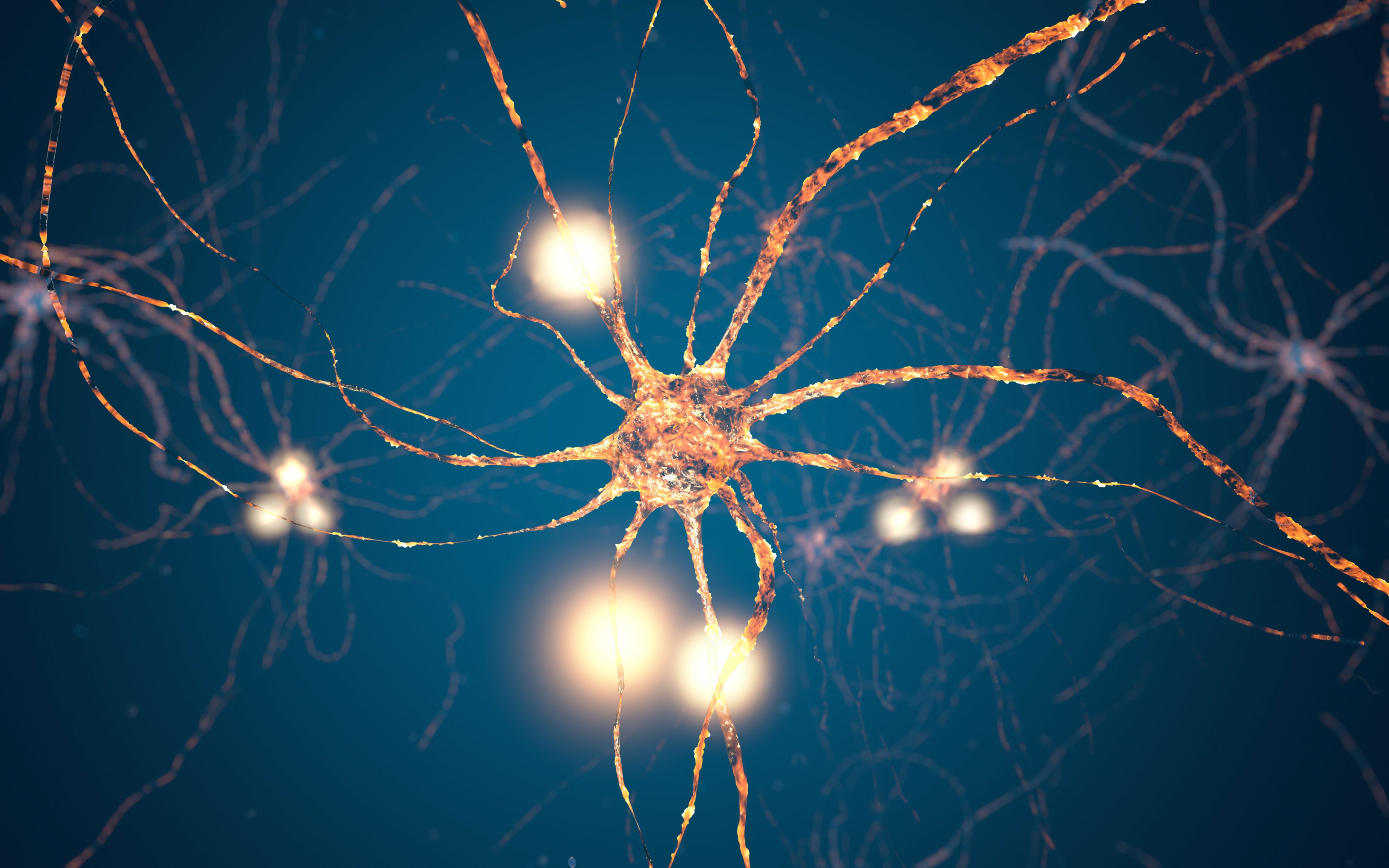 neurons glial cells