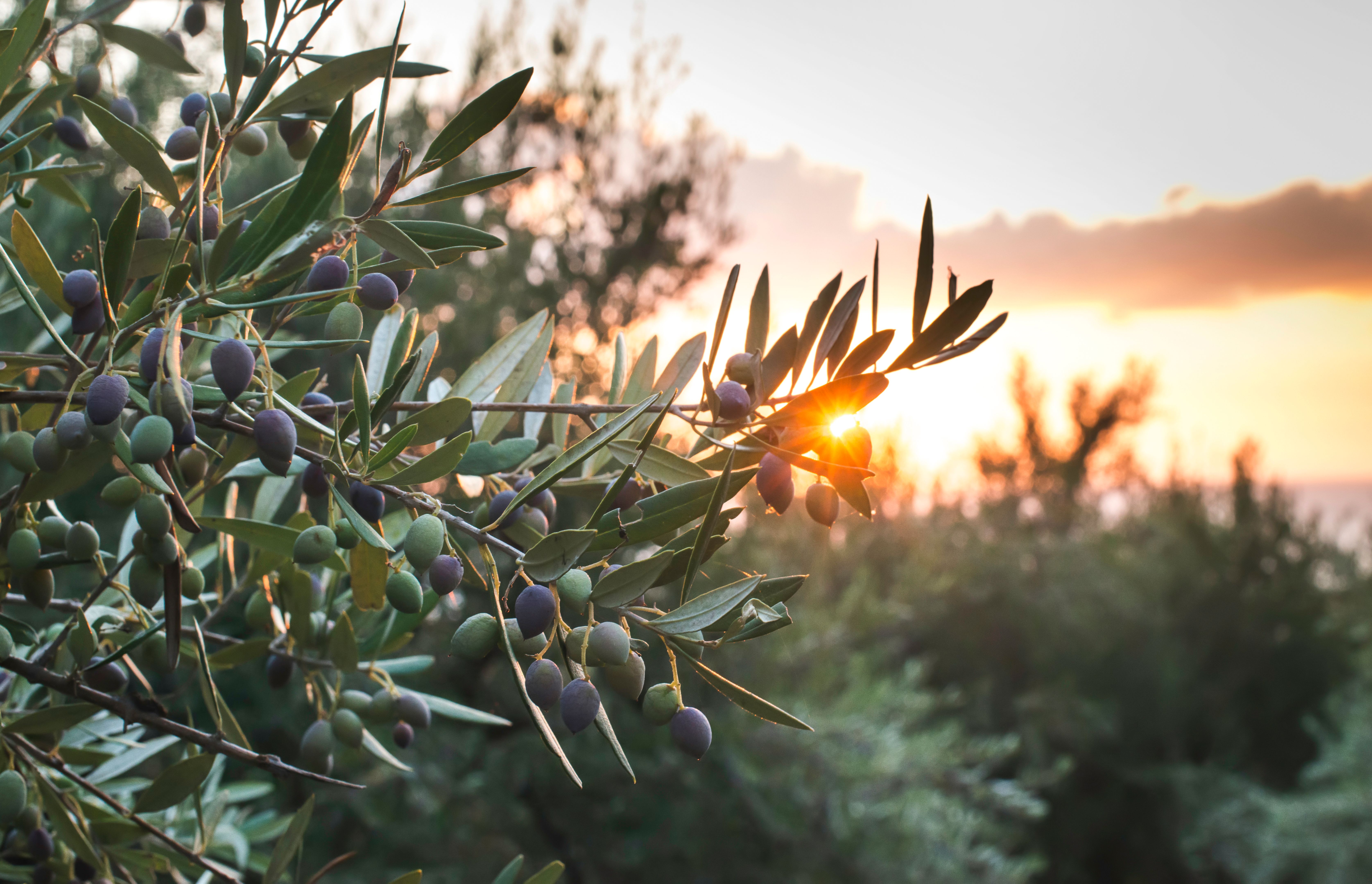 olive harvesting