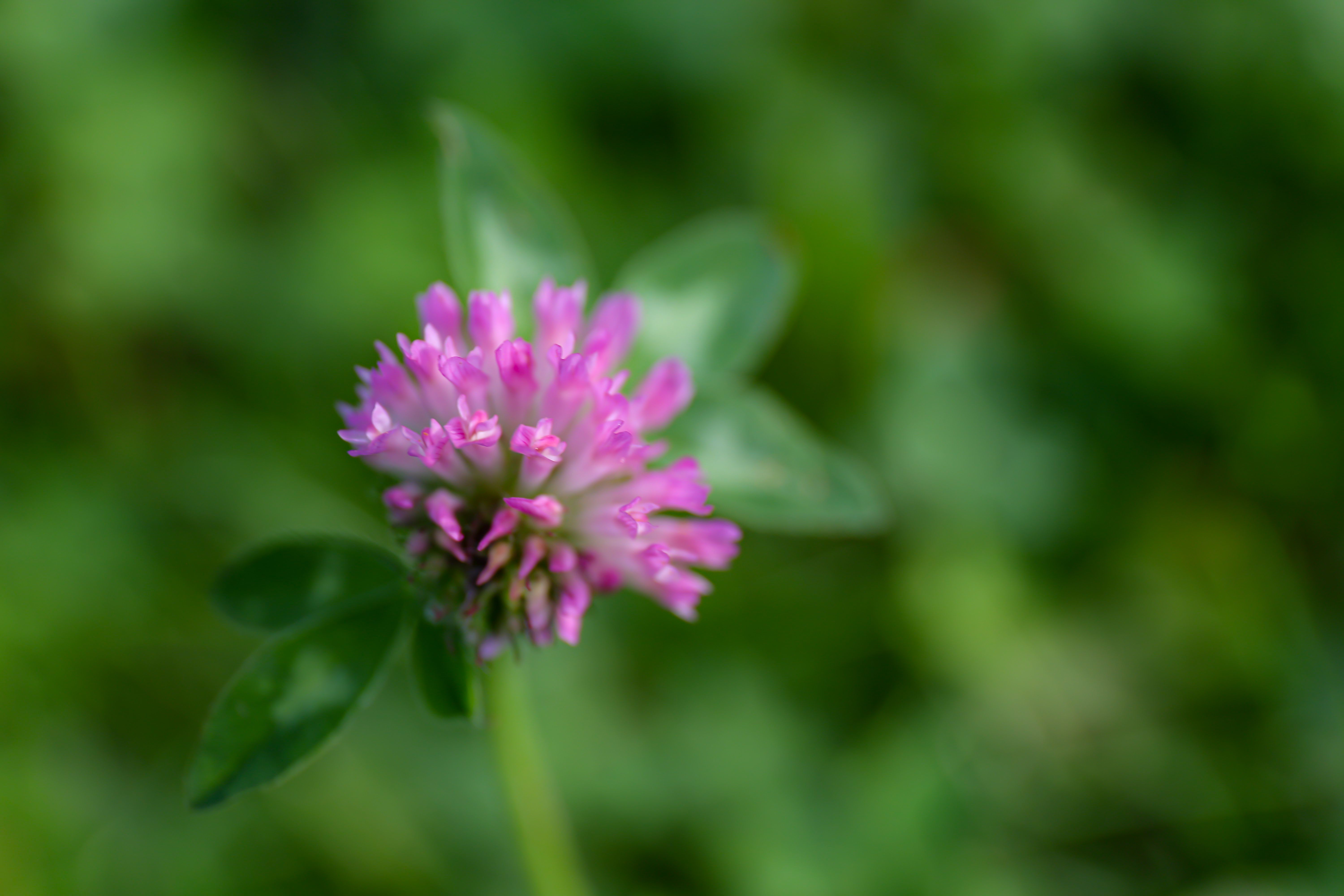 seasonal clover care