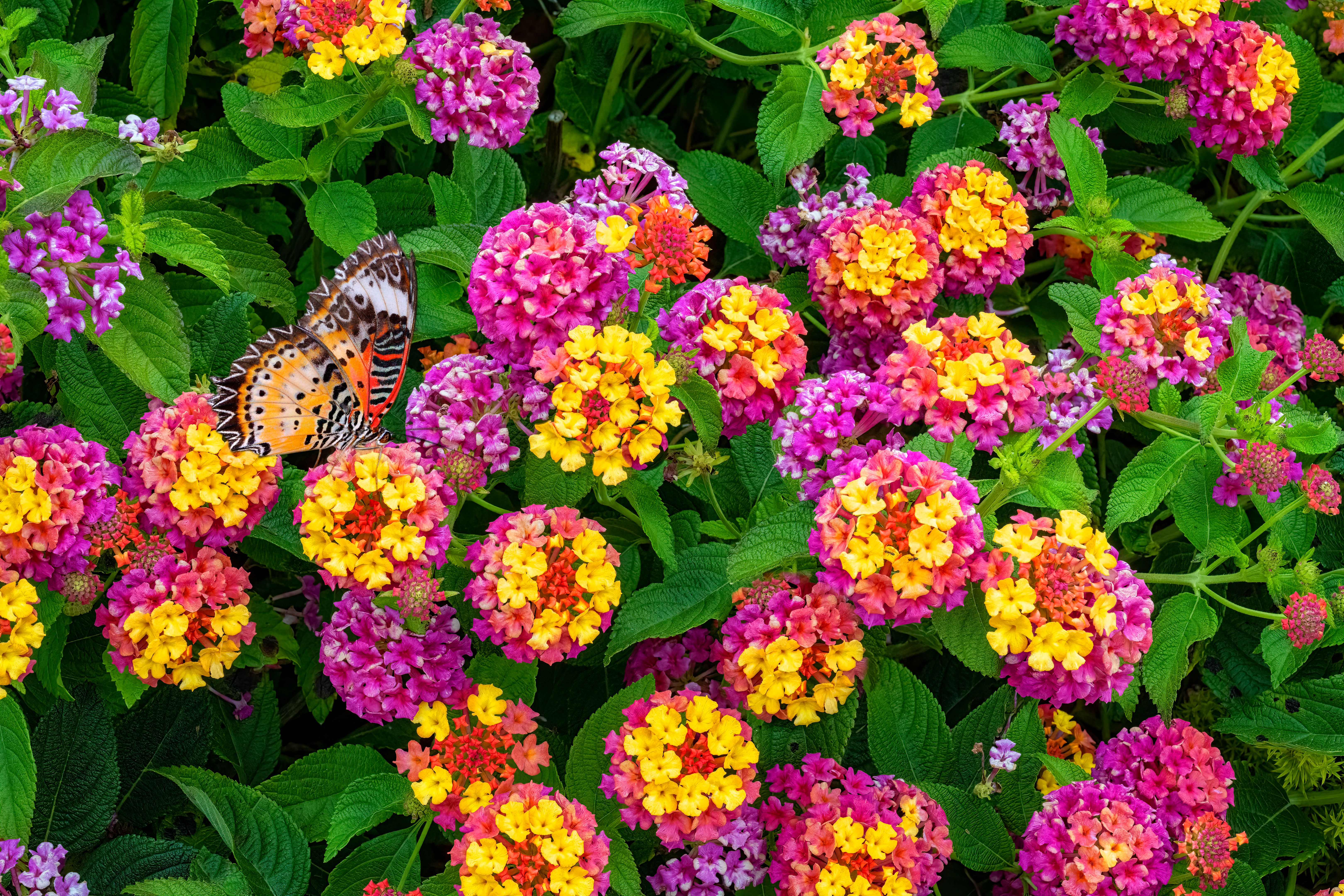 lantana field