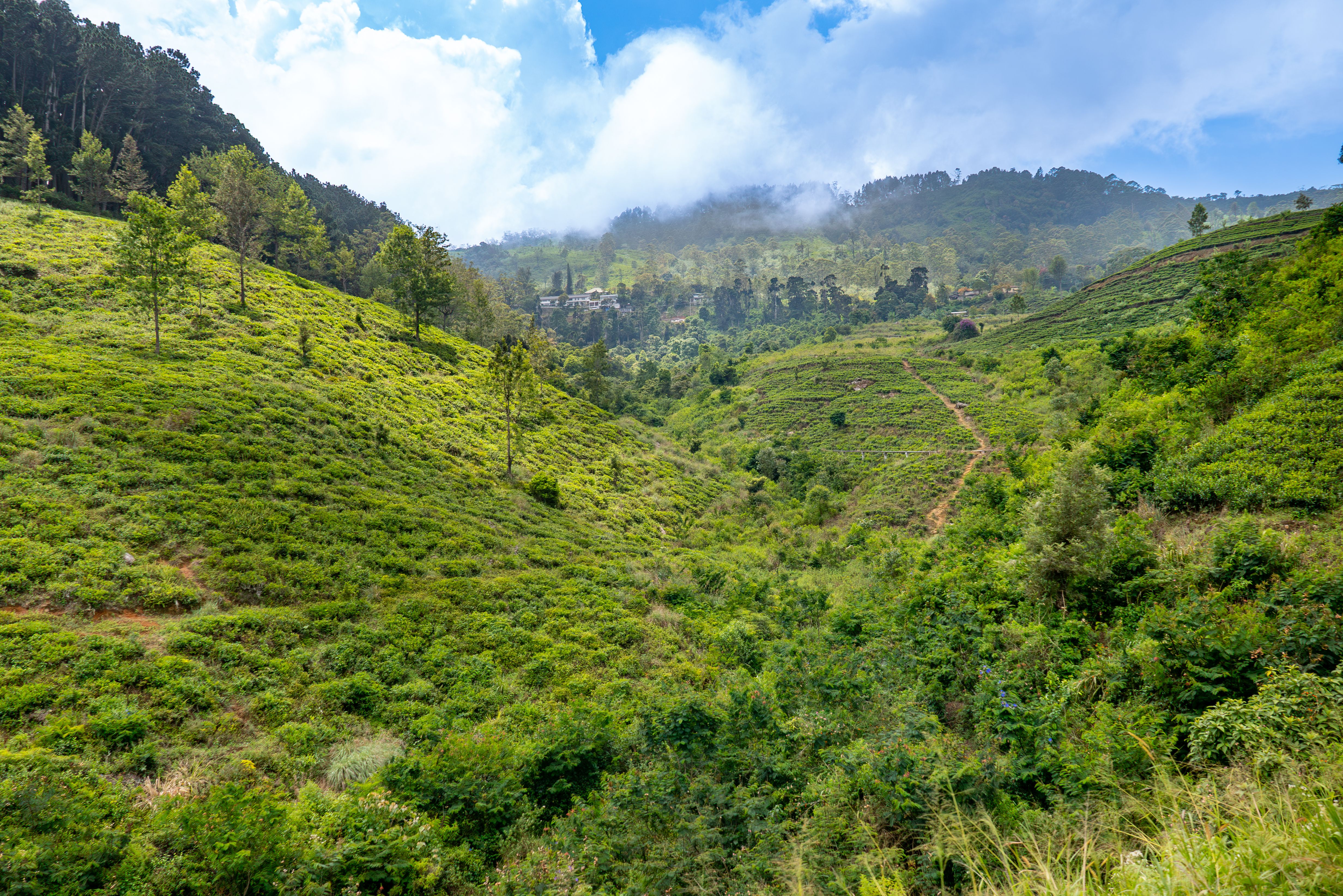 nuwara eliya tea