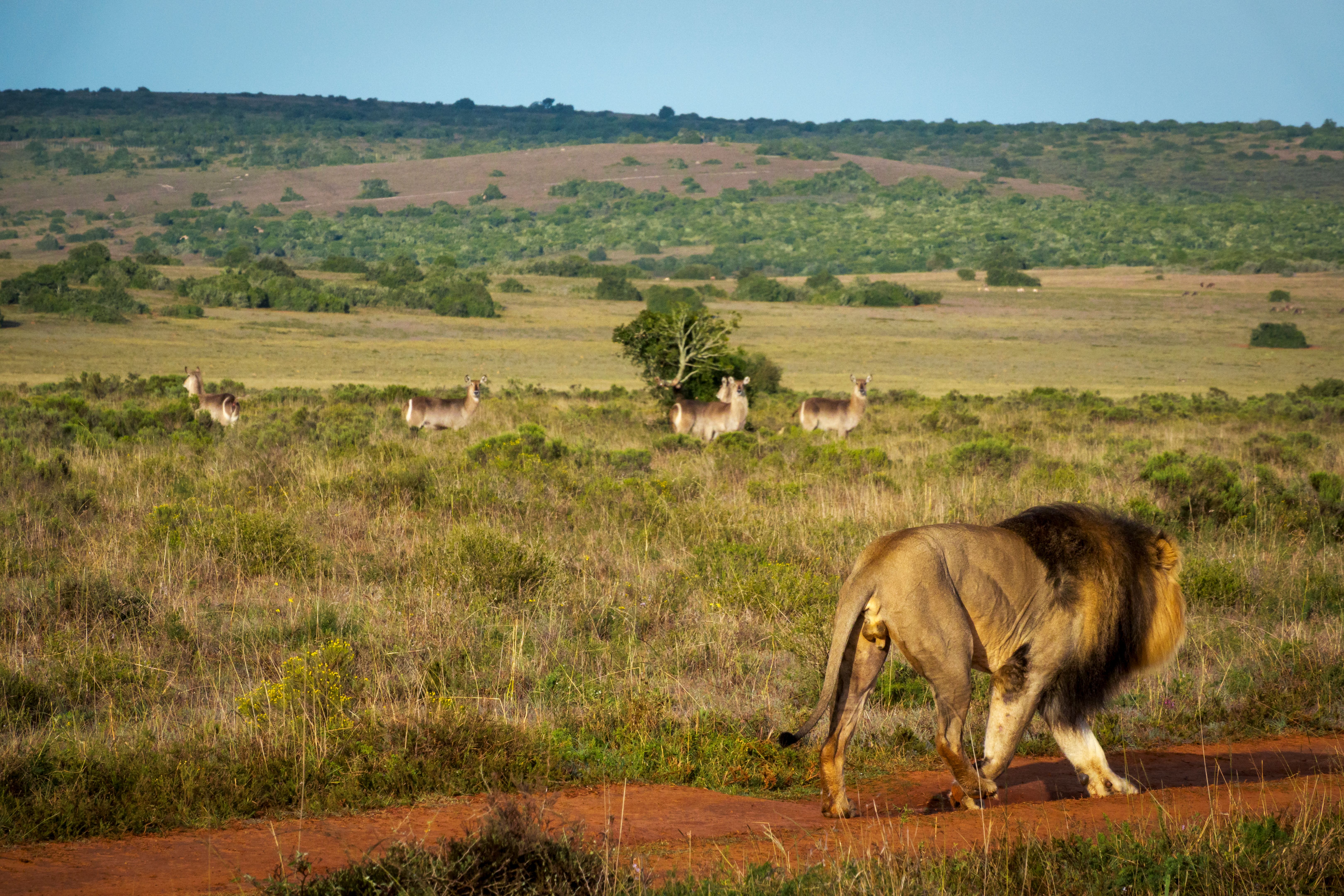 south africa wildlife