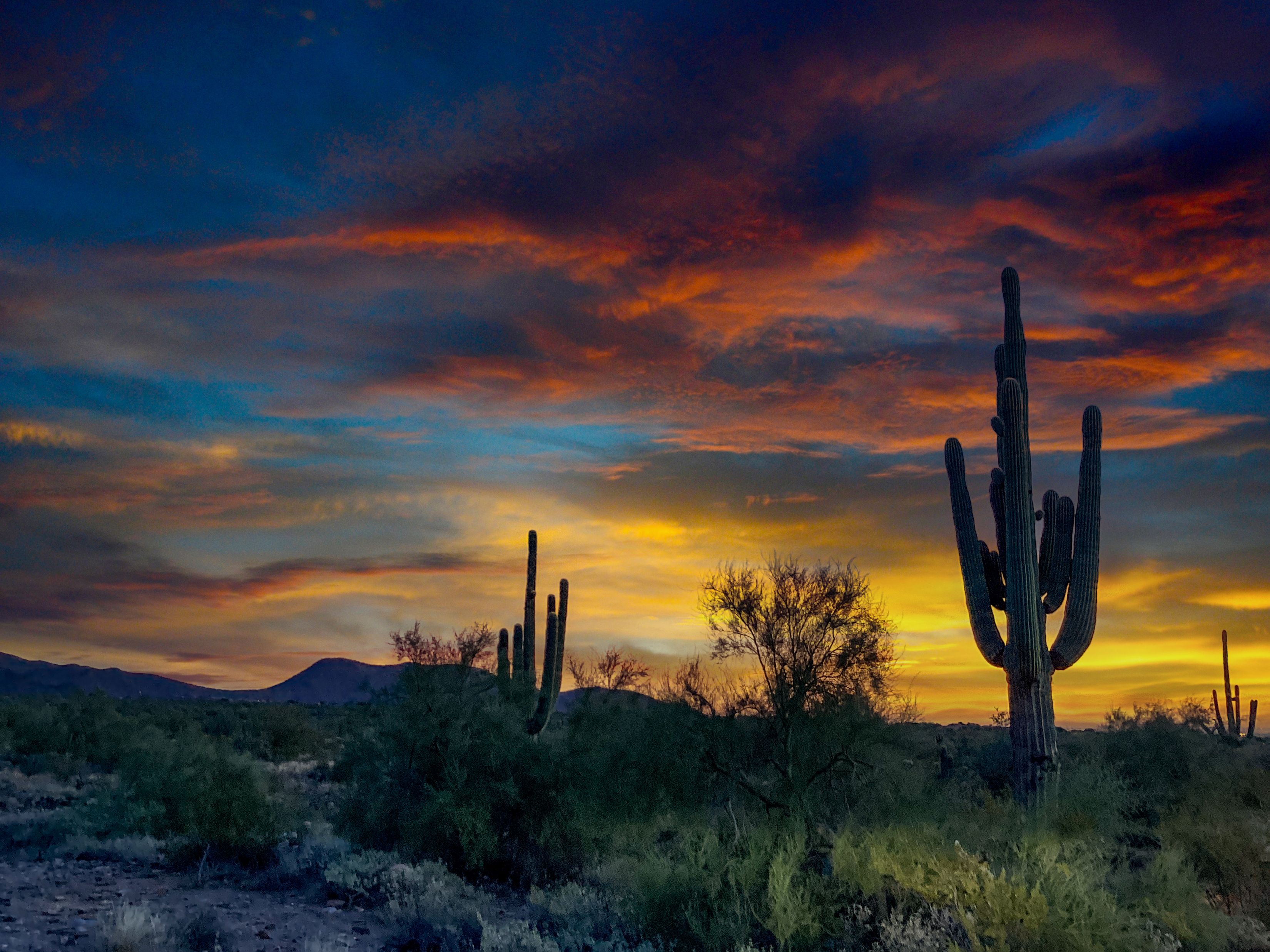 scottsdale landscape