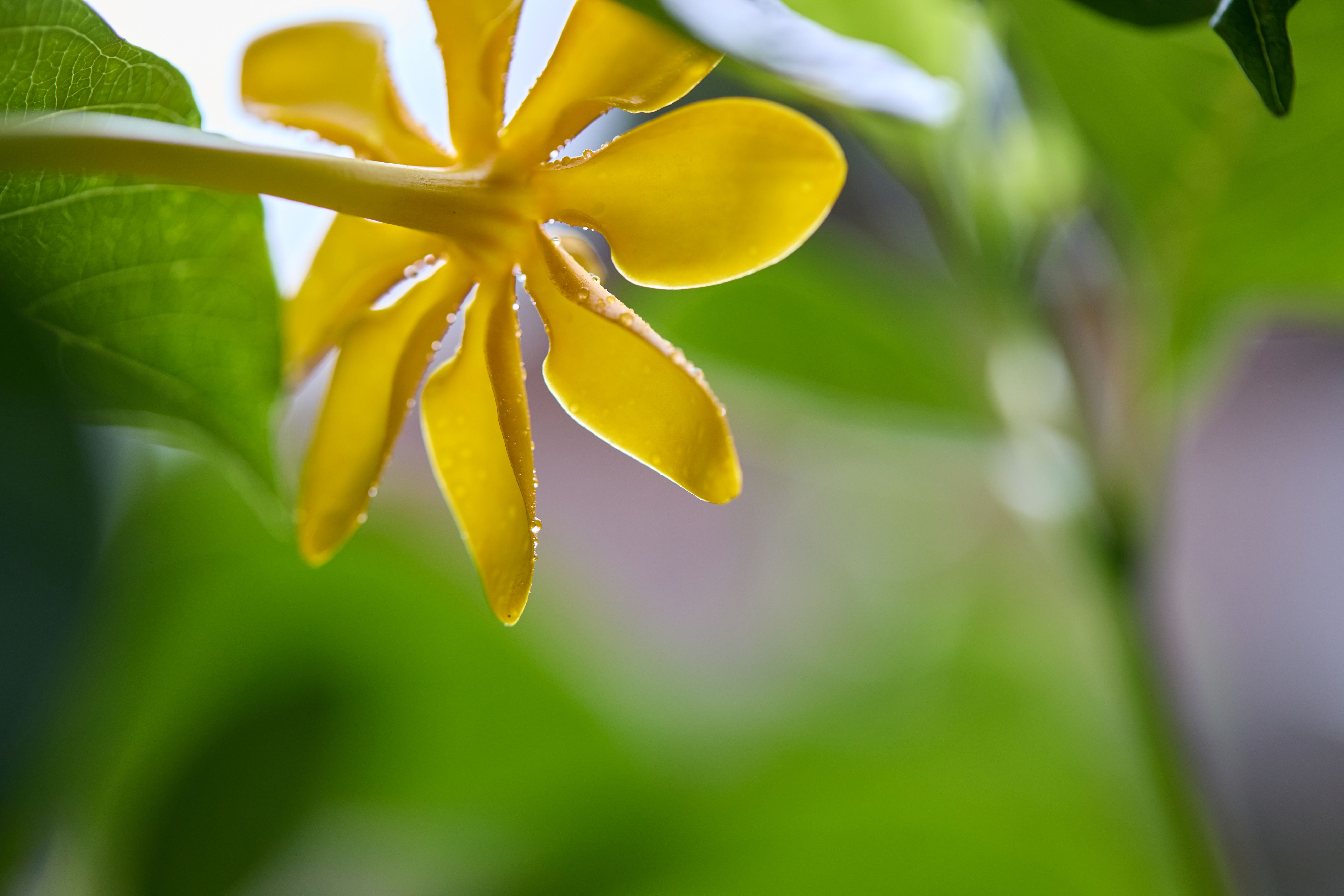 rainy season fragrance