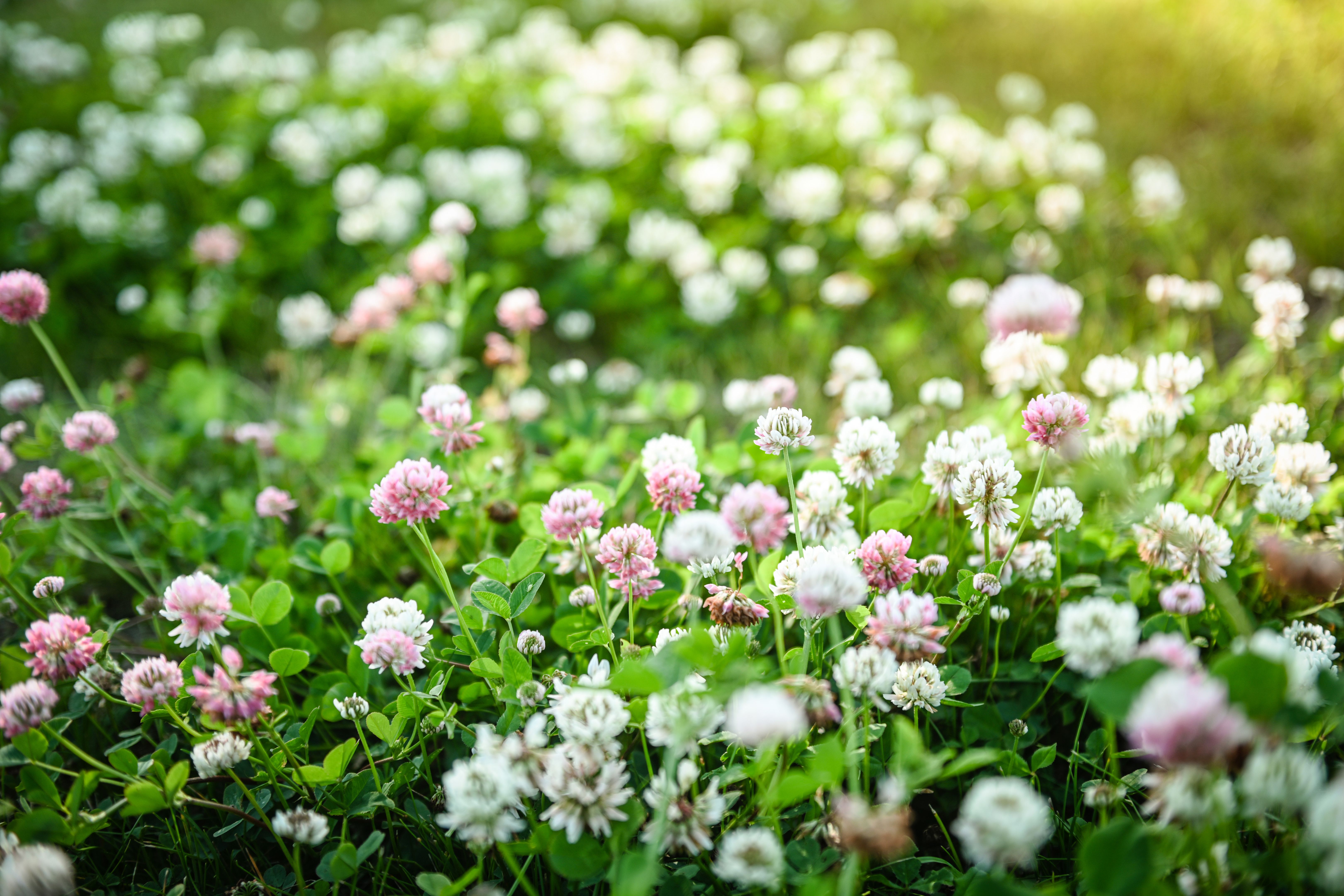 clover lawn maintenance