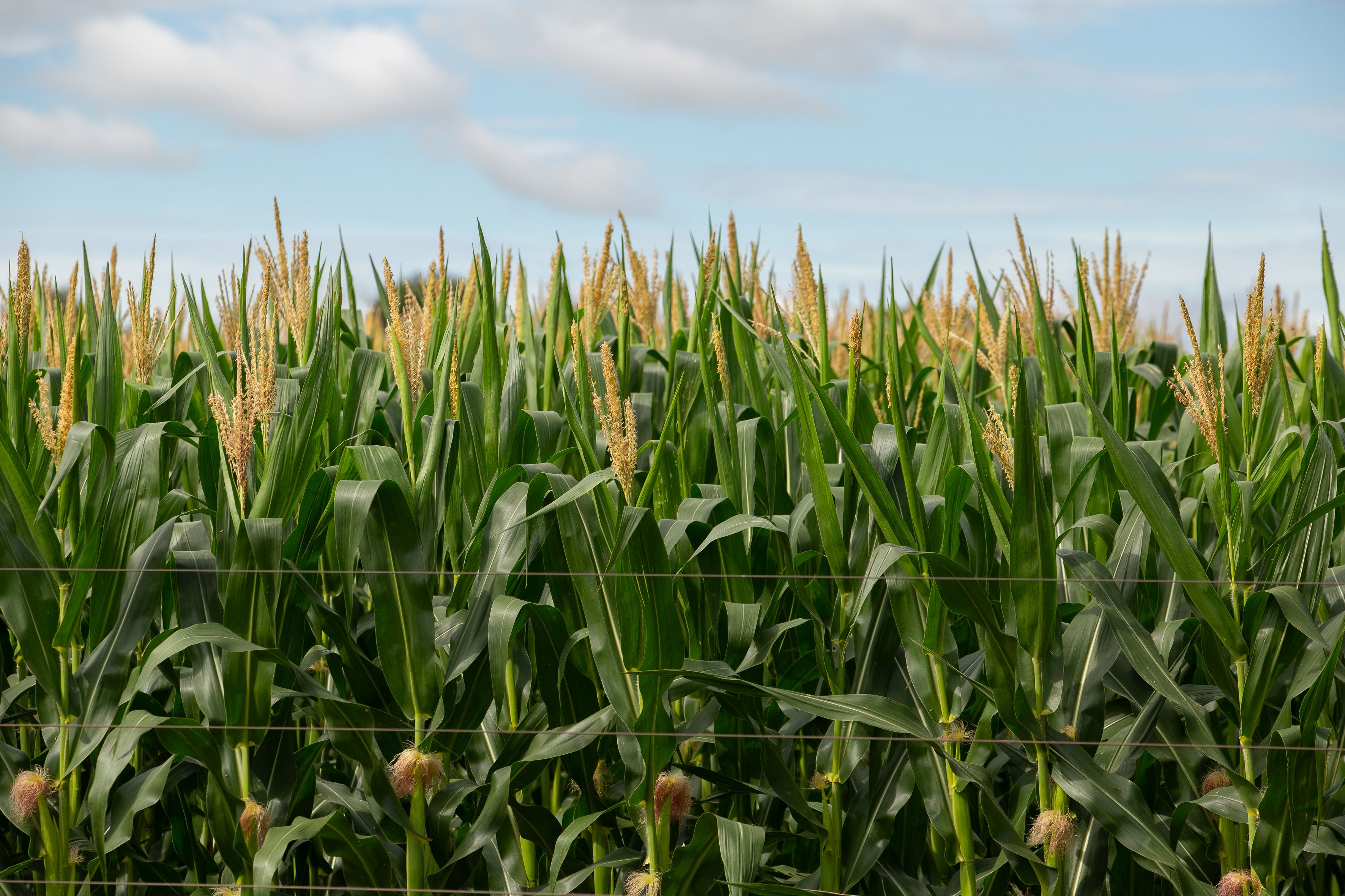 corn field