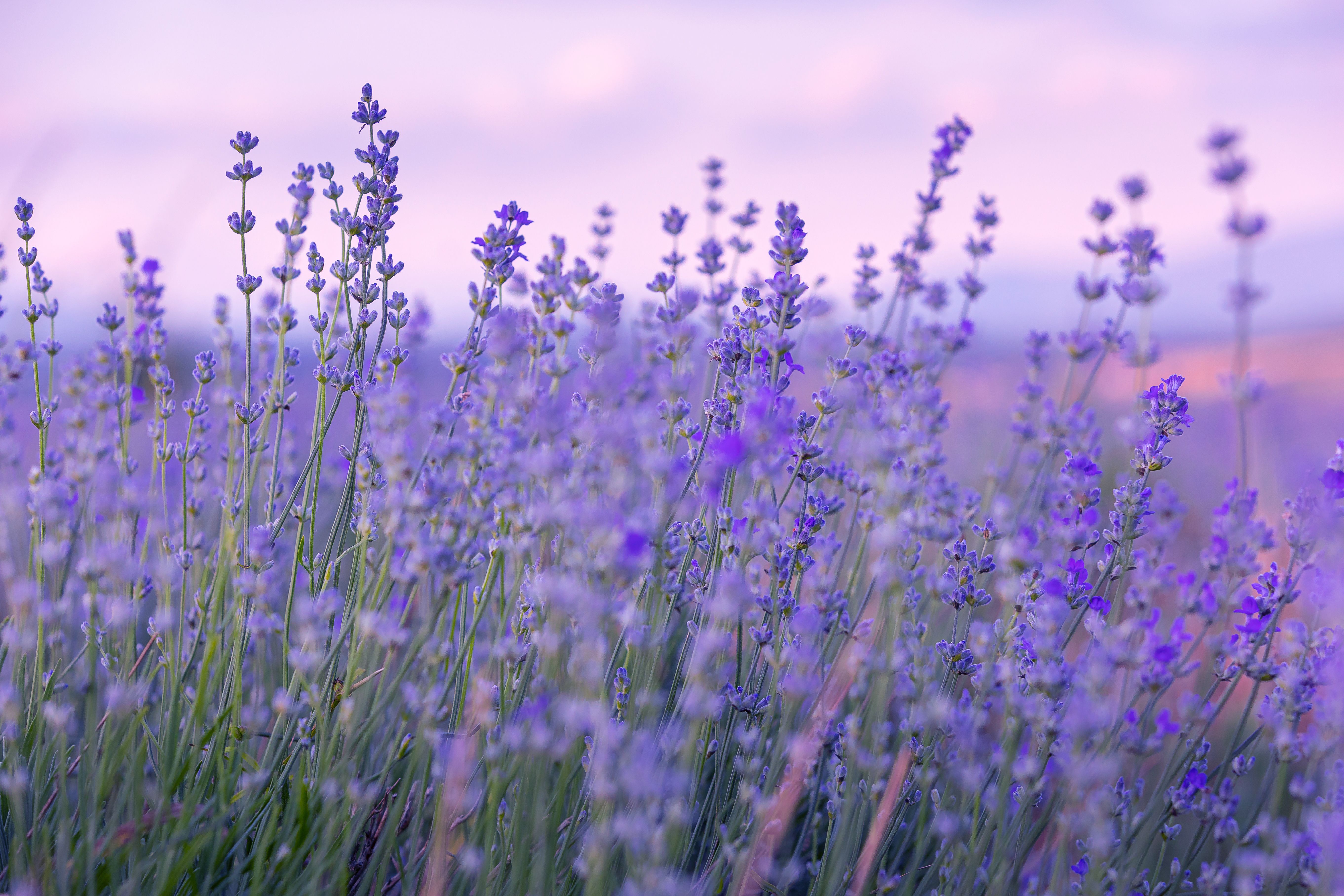 lavender fields
