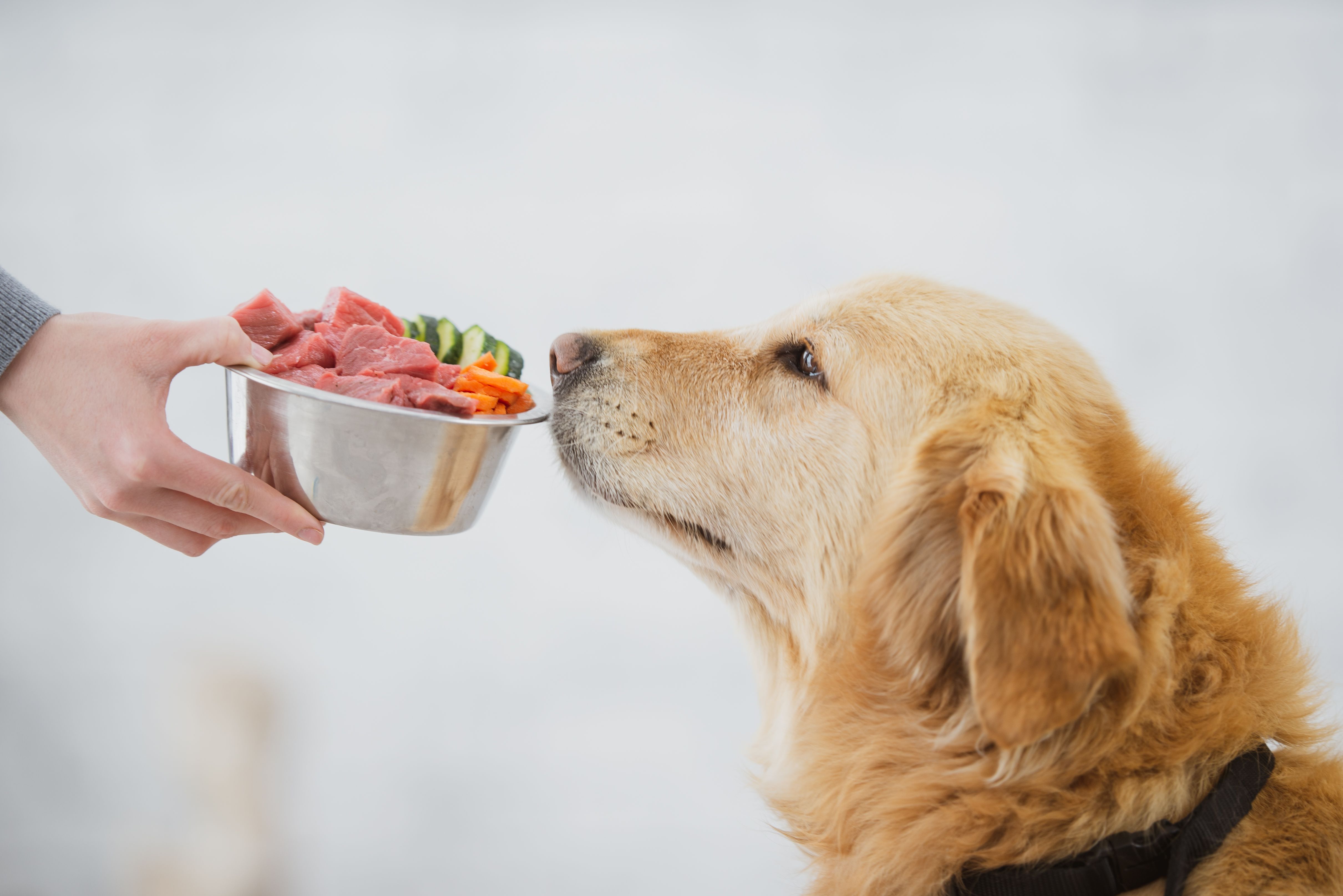 dog nutrition