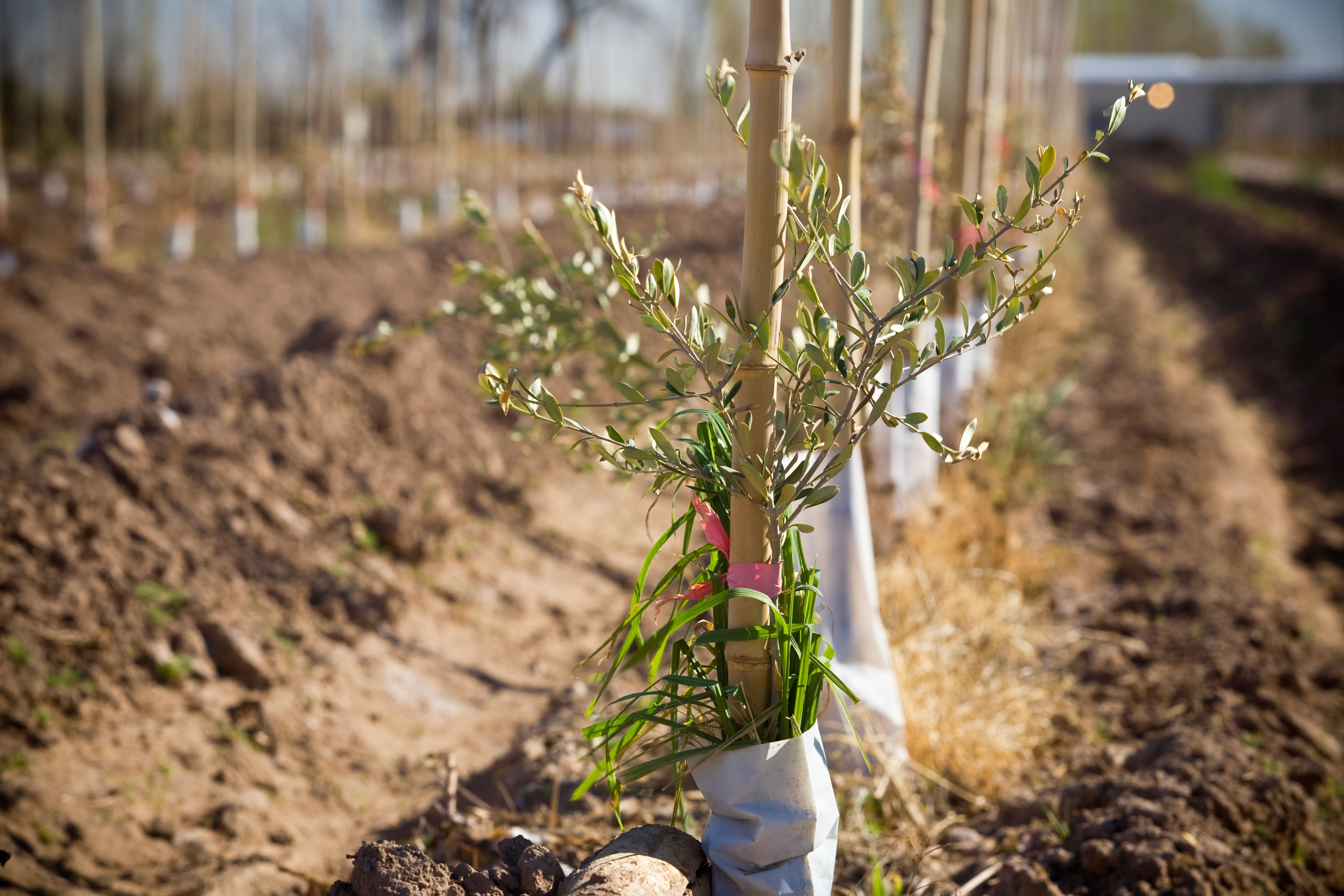 planting olive tree