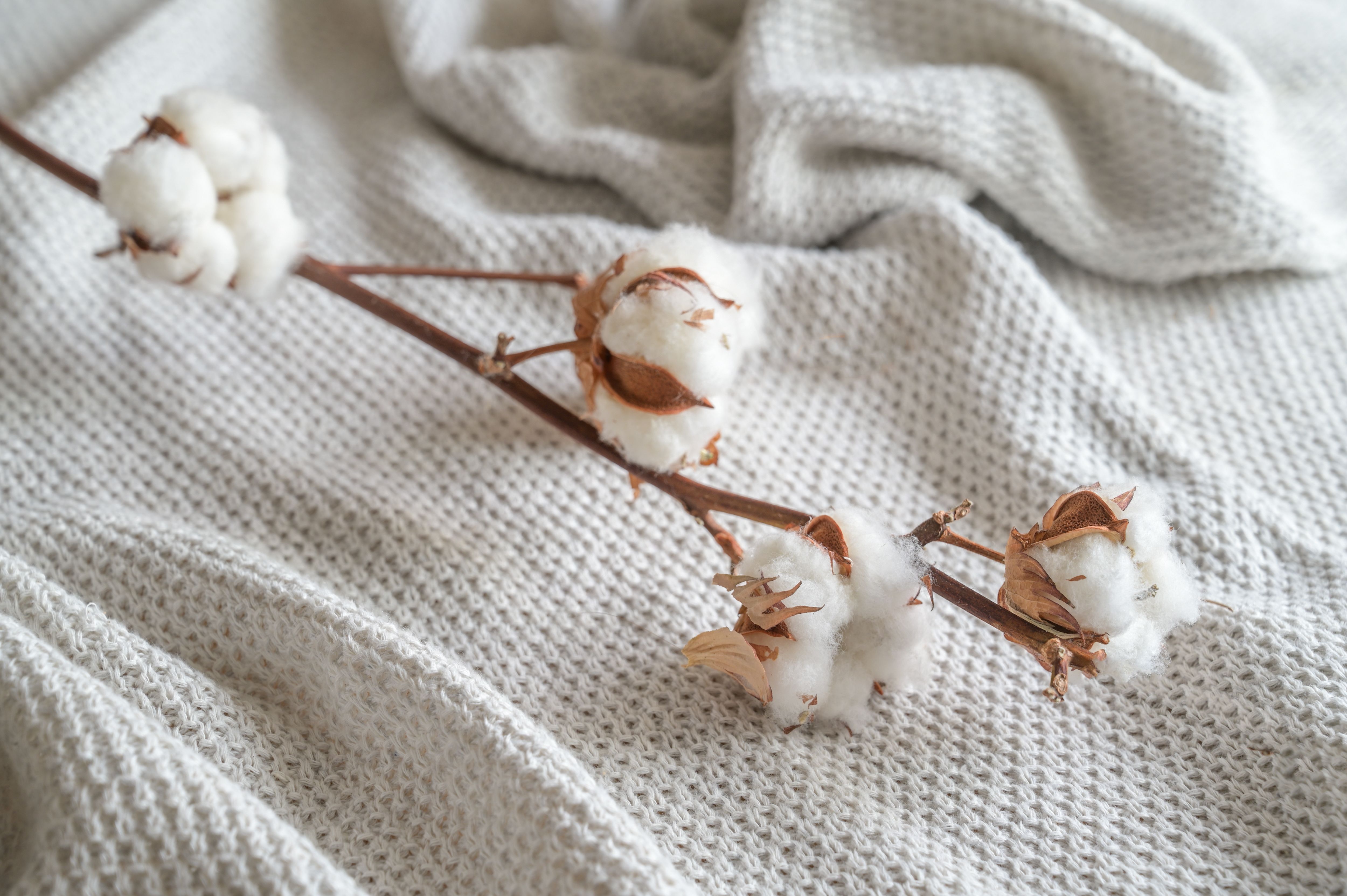 sustainable cotton production