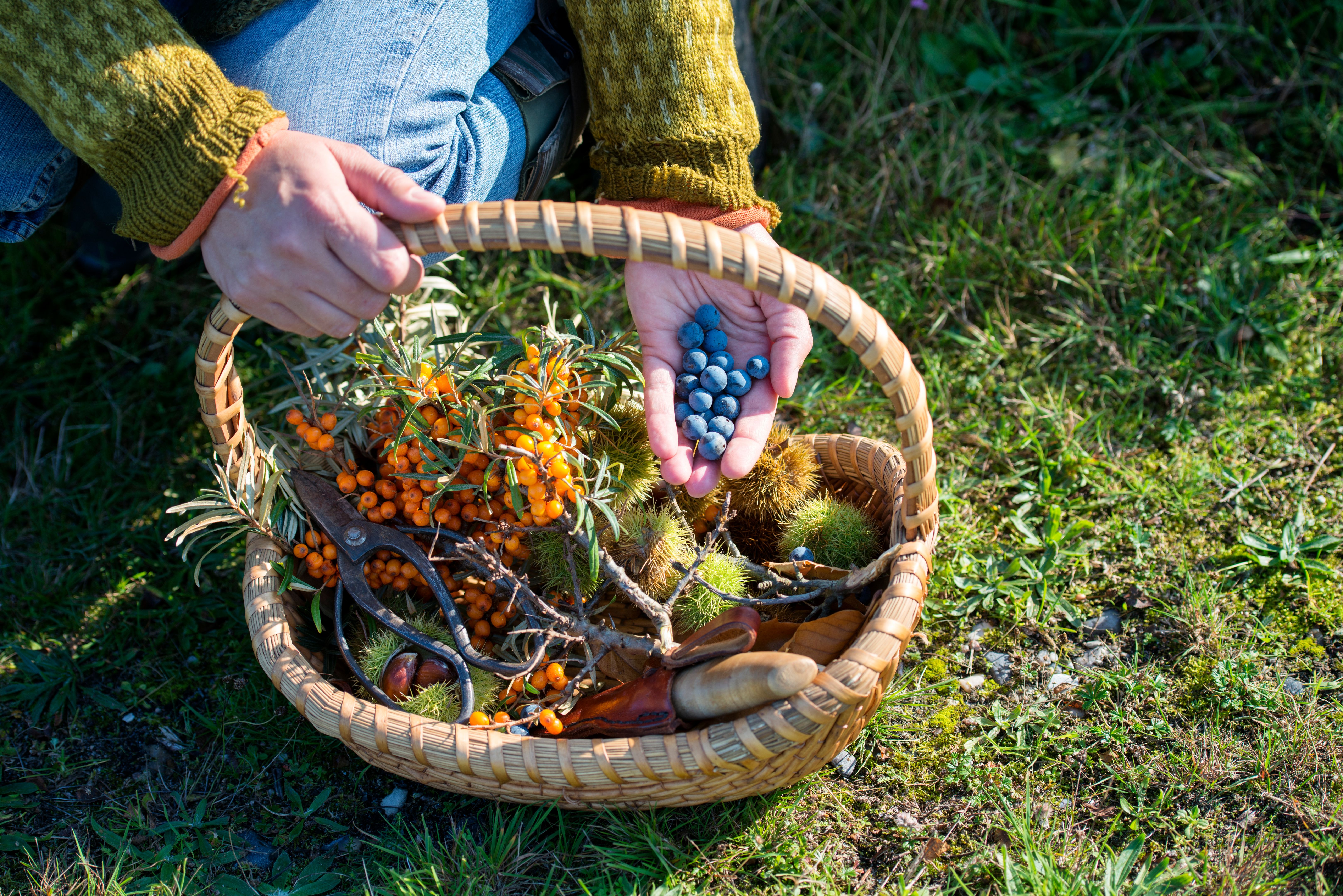 foraged ingredients