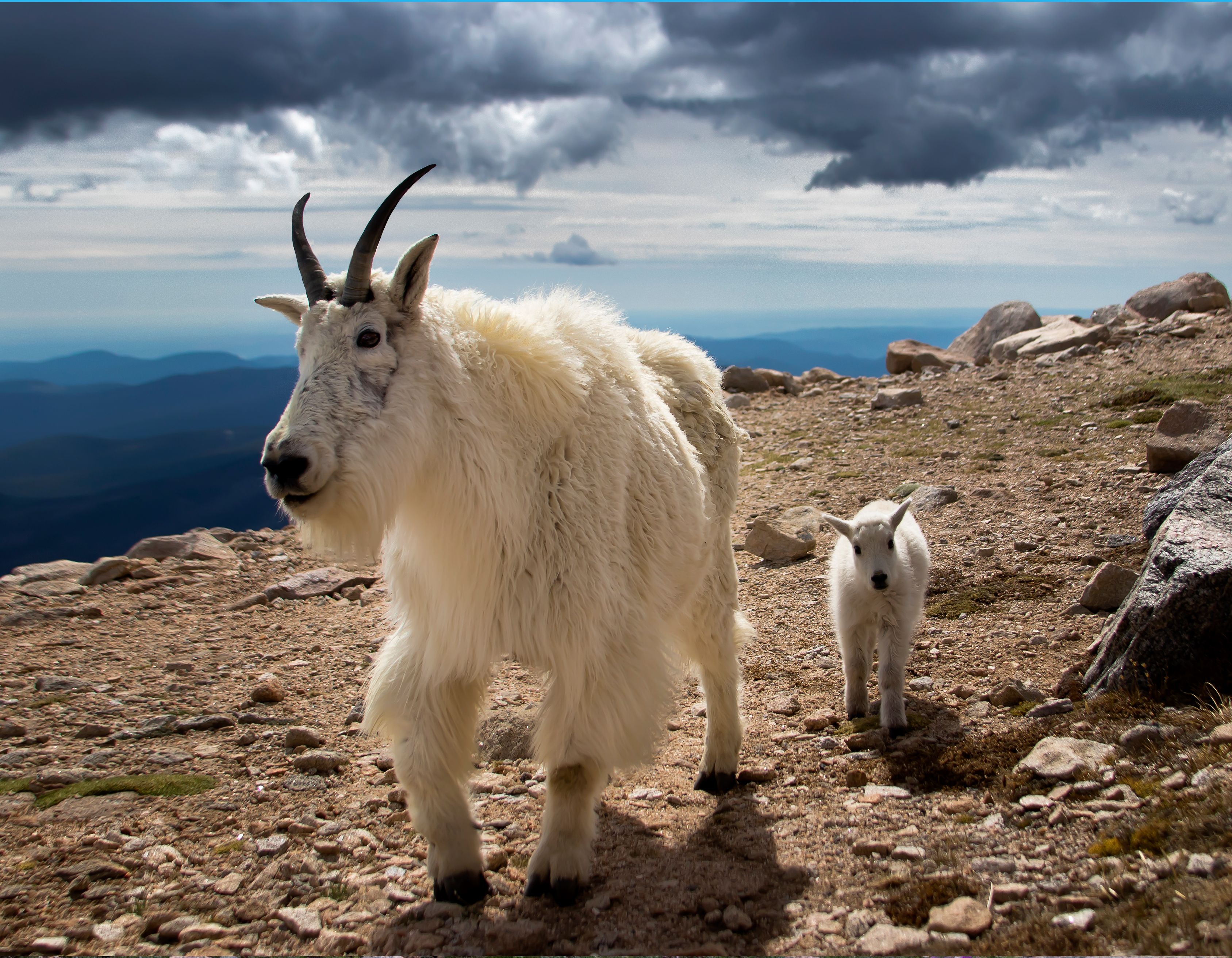 wildlife photography