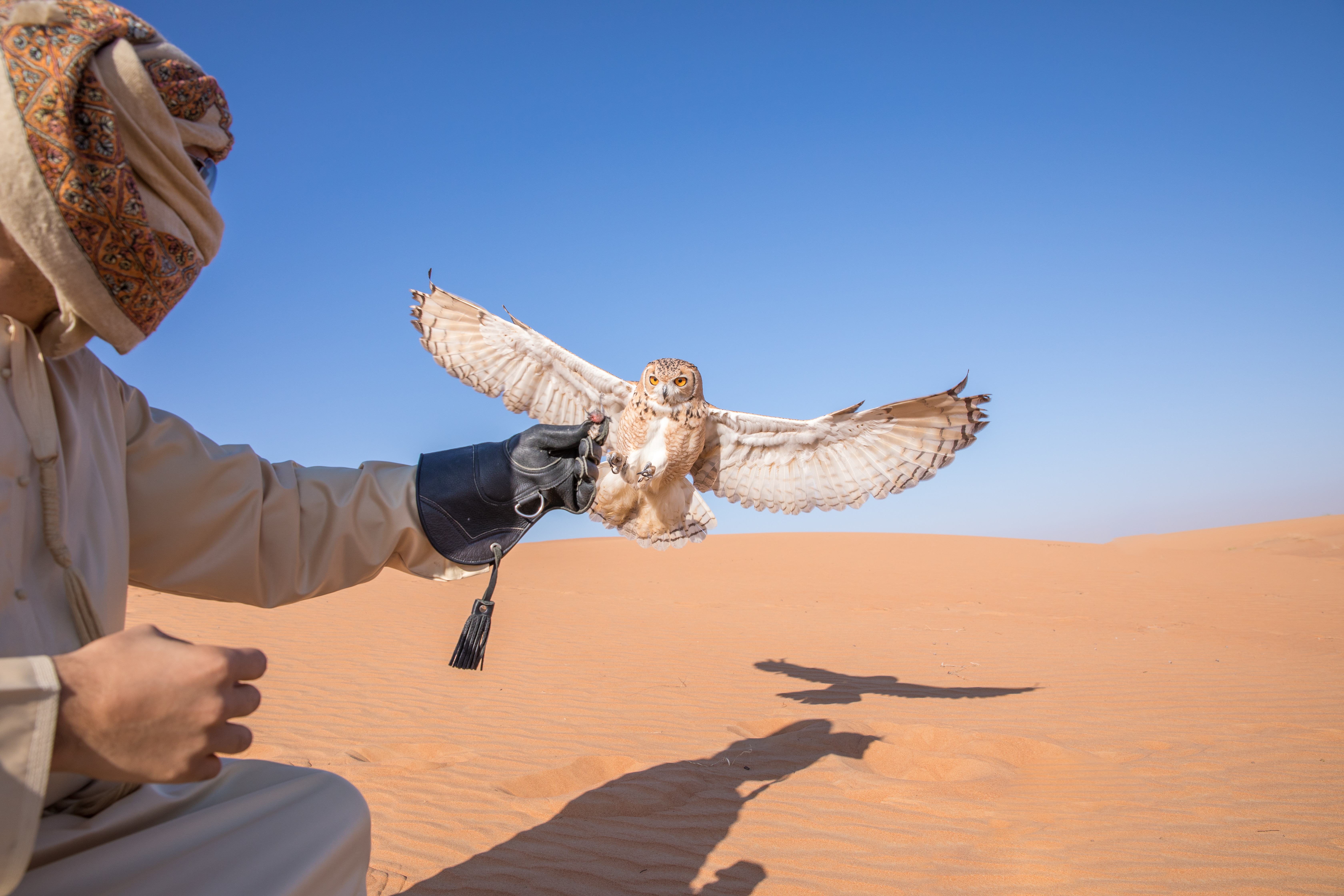 Young male pharaoh eagle owl (bubo ascalaphus) during a desert falconry show in Dubai, UAE.