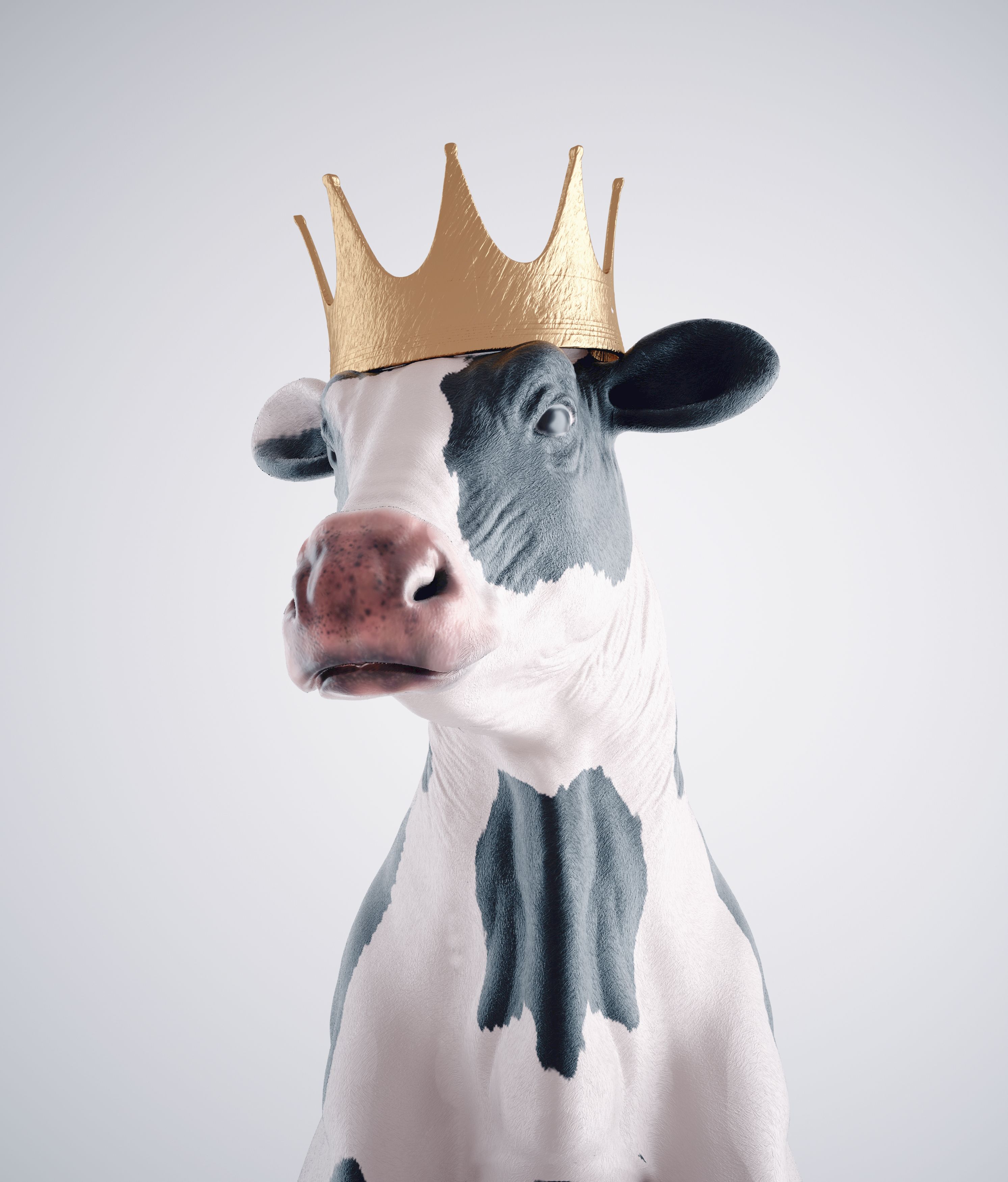 highland cattle products