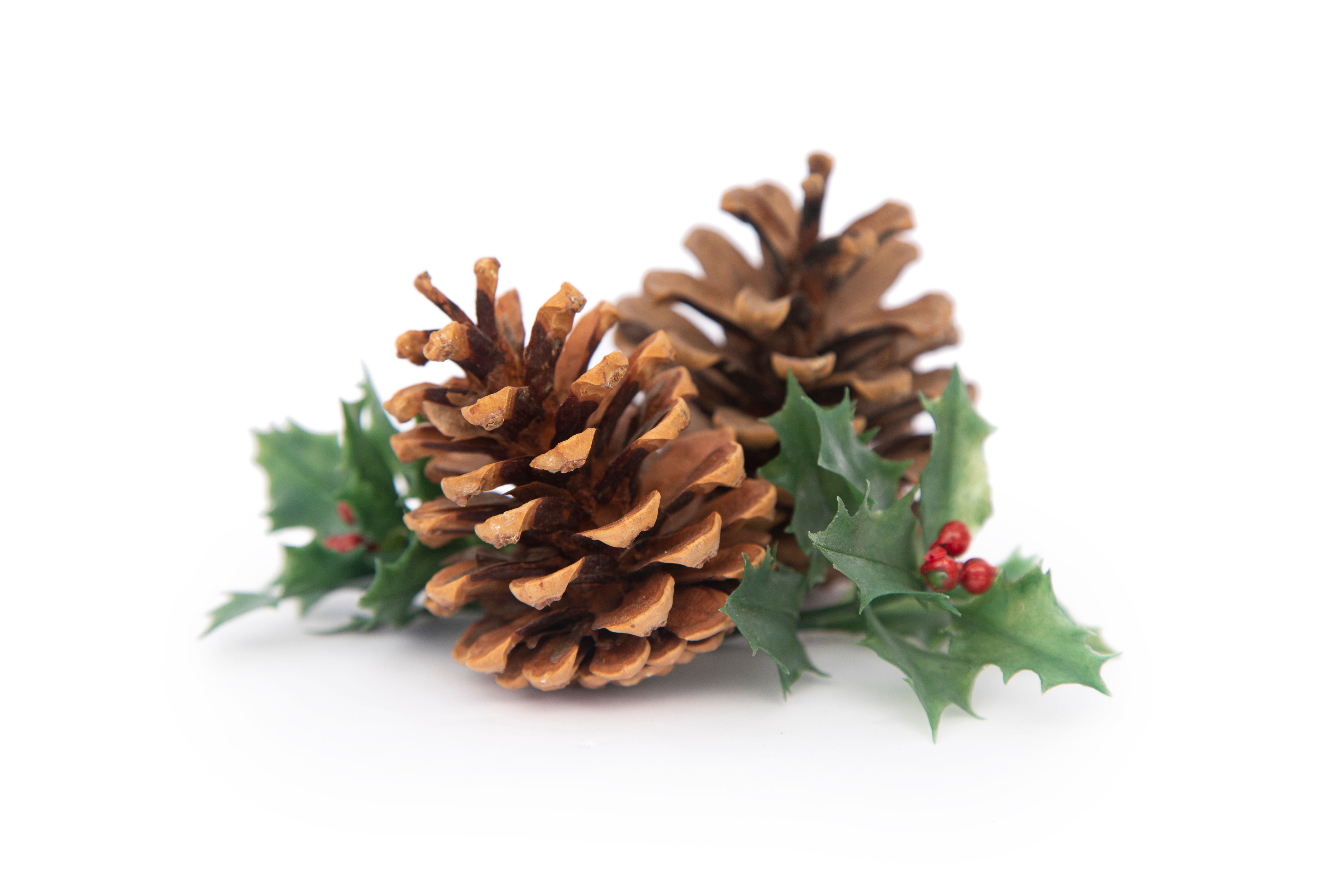 holly pine decorations