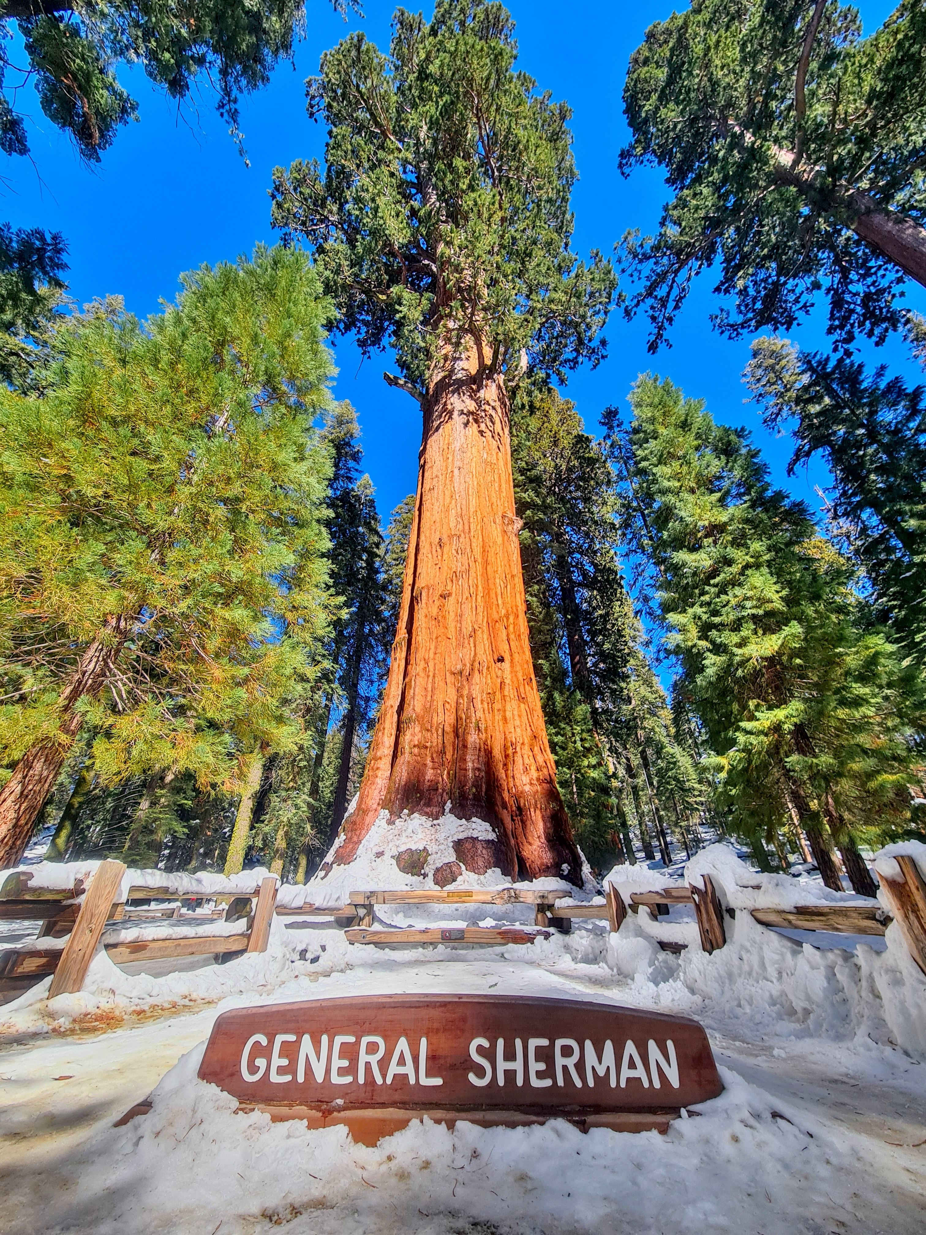 sequoia national park