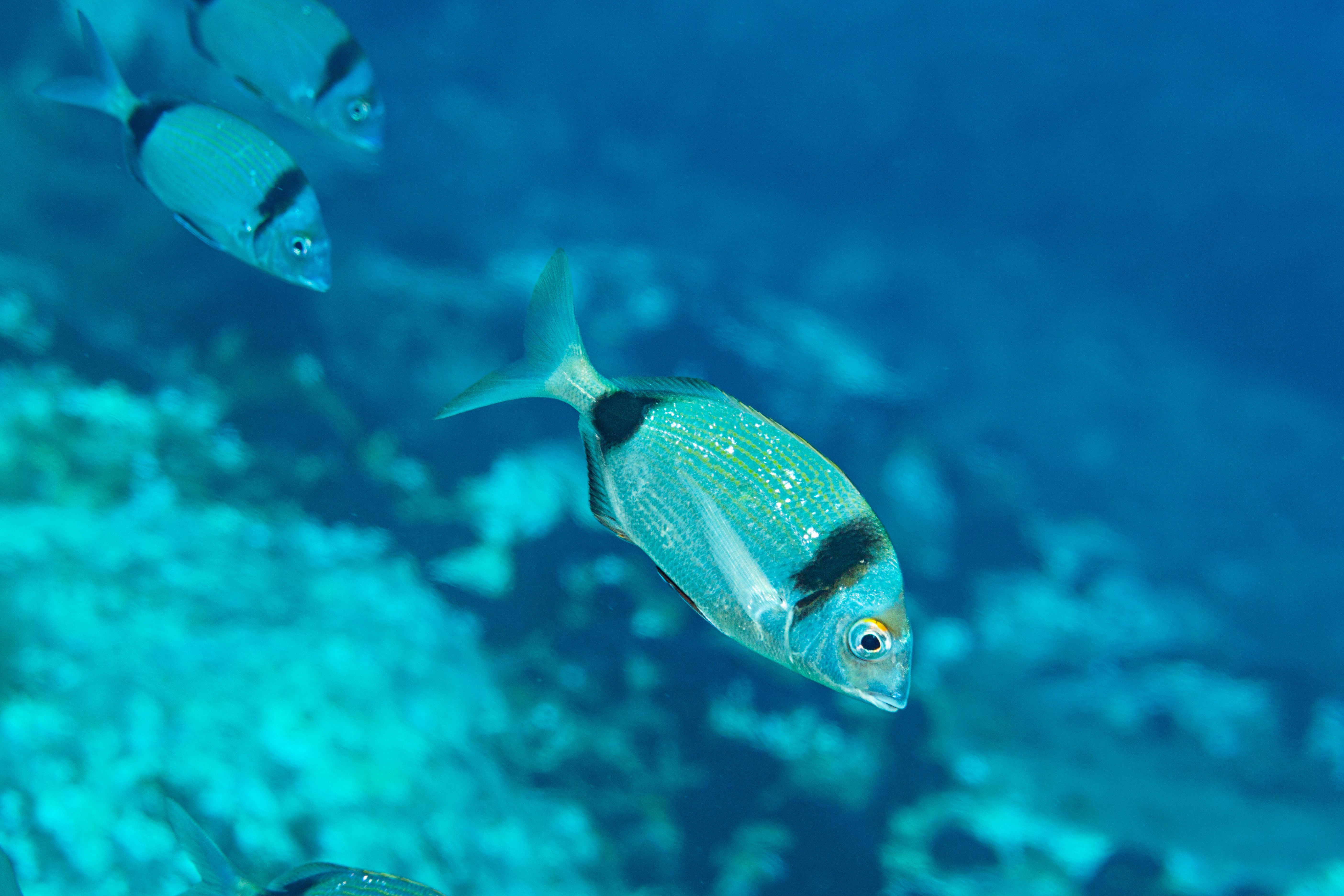 snorkeling santorini