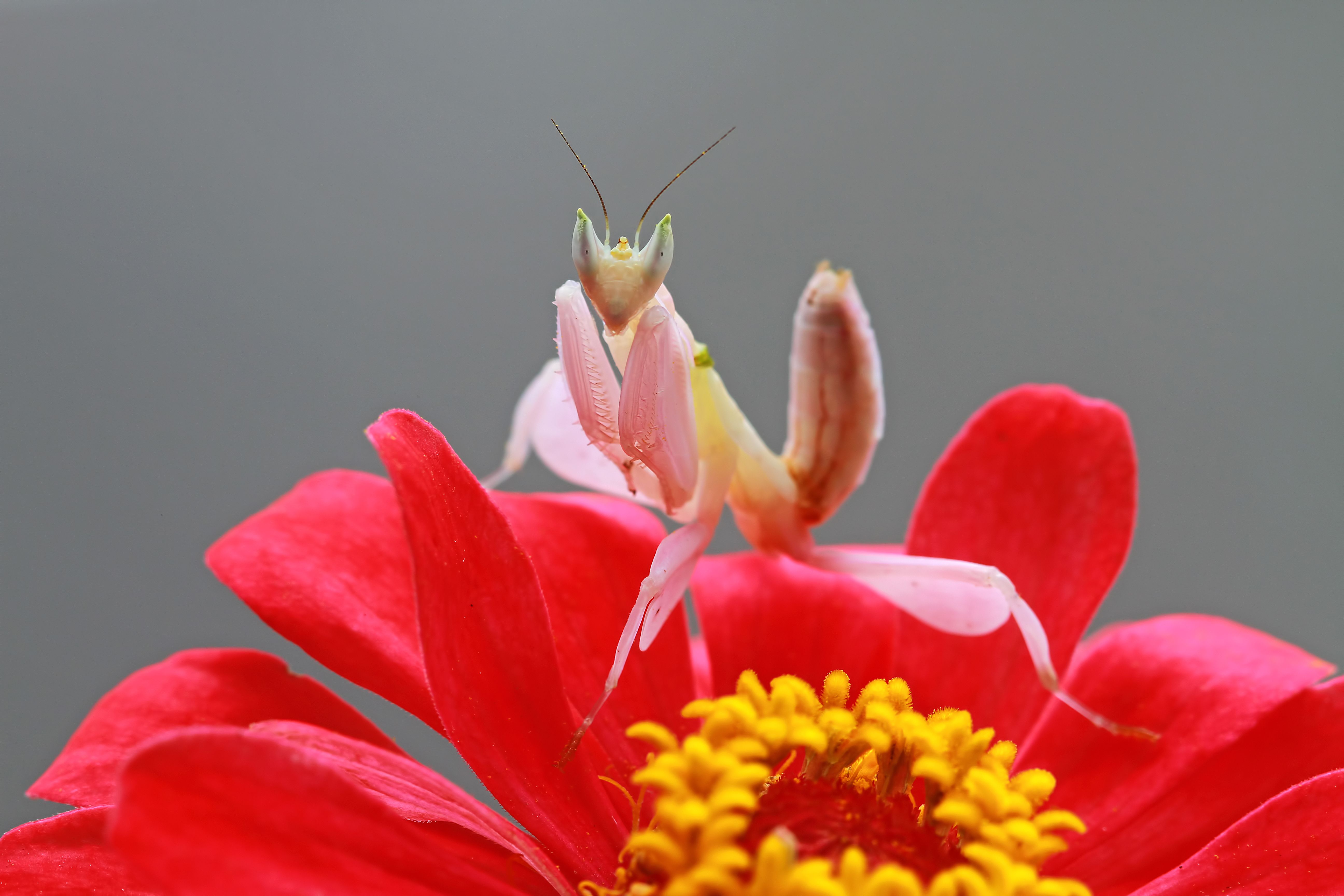 Beautiful orchid mantis on red flower, orchid mantis