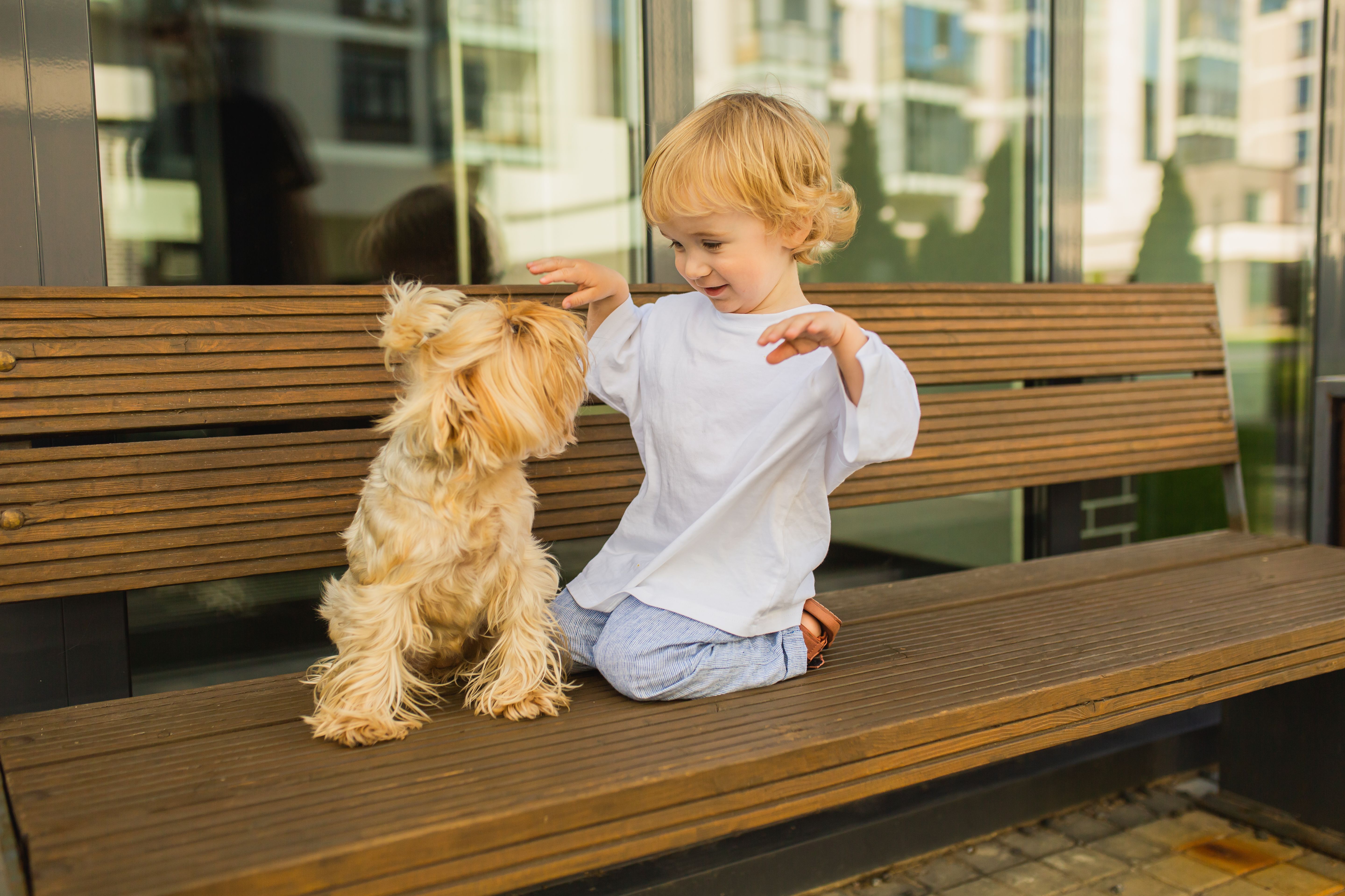 Blonde boy playing with dog on the bench. Summer background. Modern city. Lifestyle. Small child. Yorkshire terrier. Pet