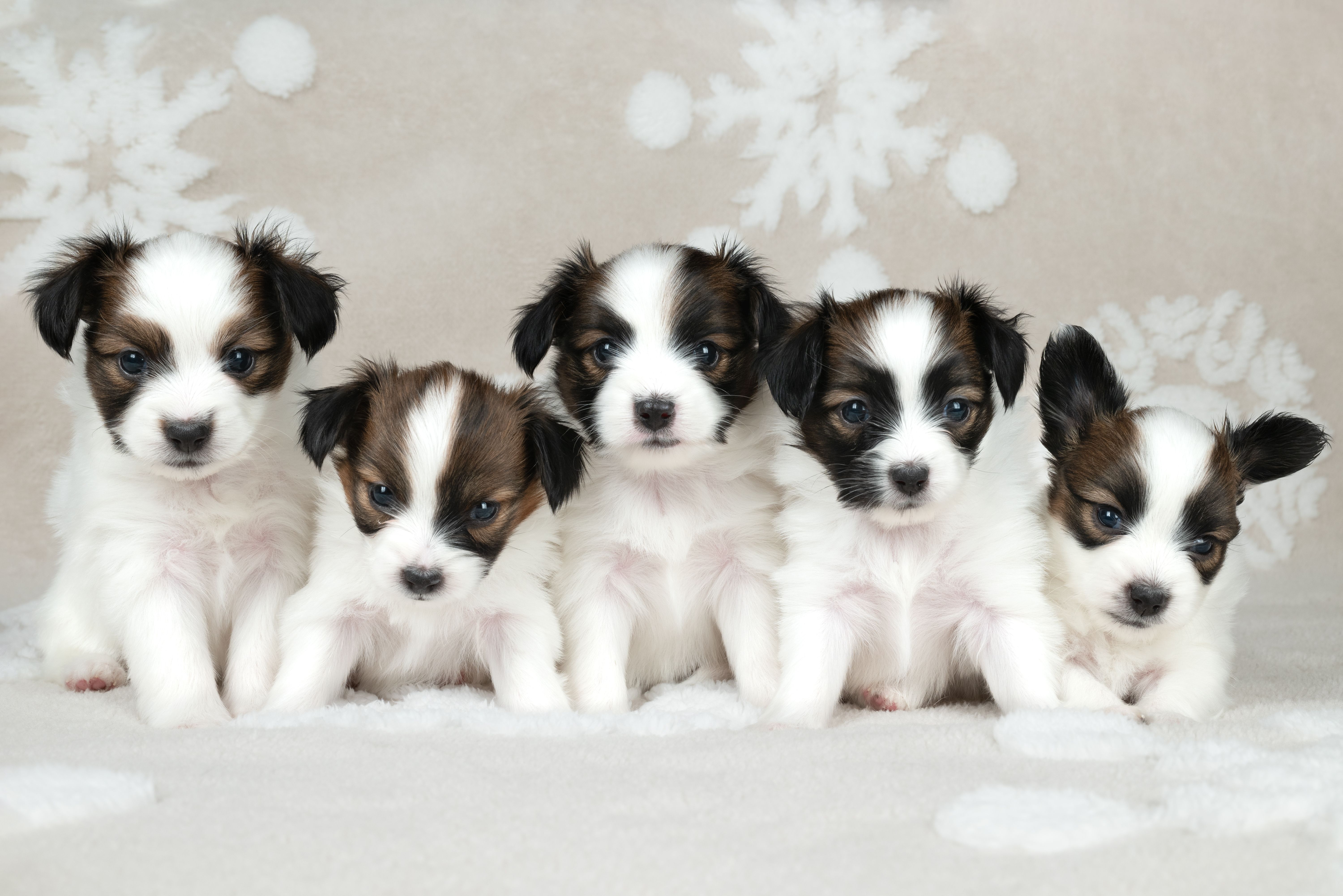 puppy breeds