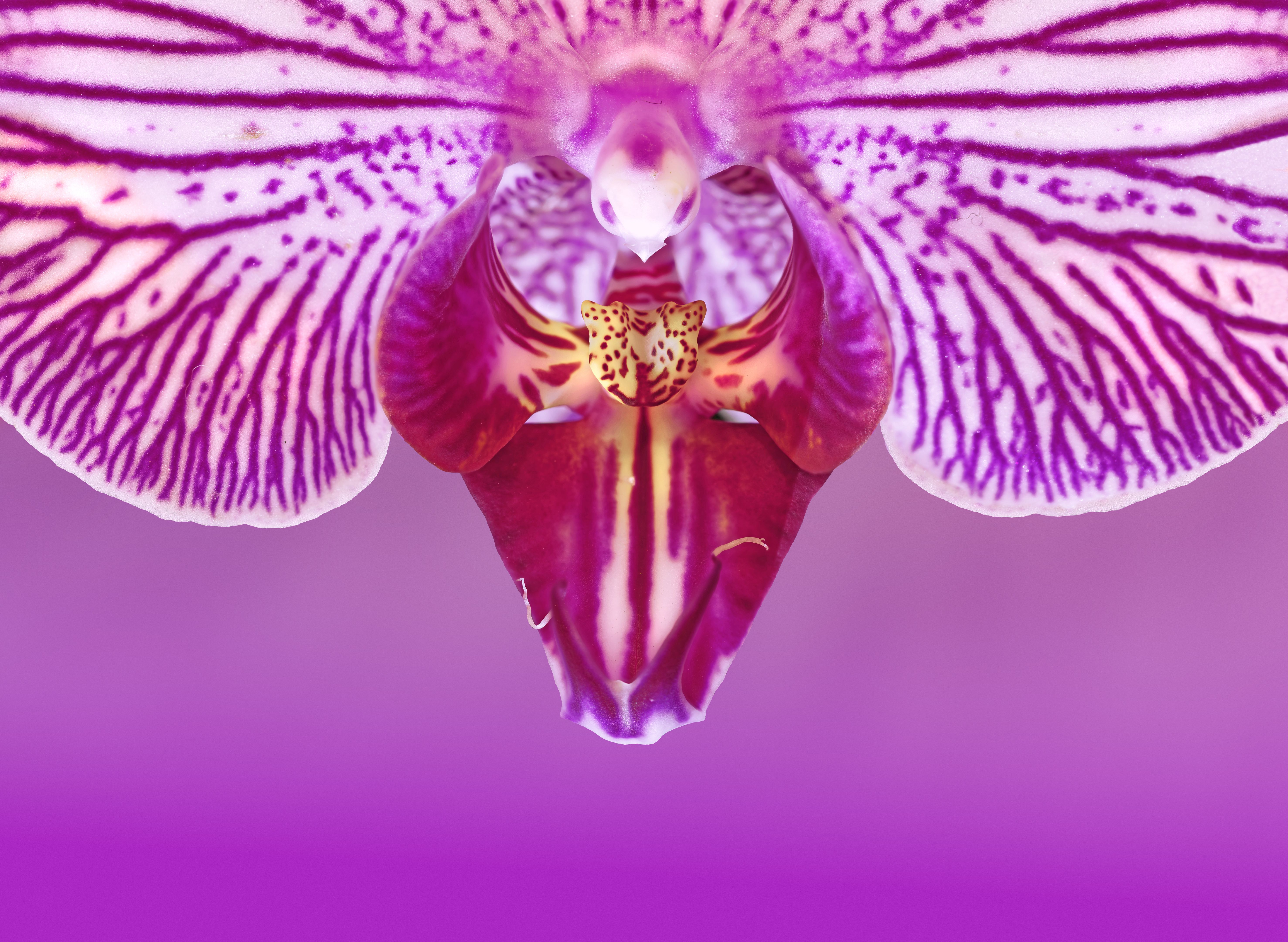 Close up of stripped deep purple orchid phalaenopsis Close up of stripped deep purple orchid phalaenopsis