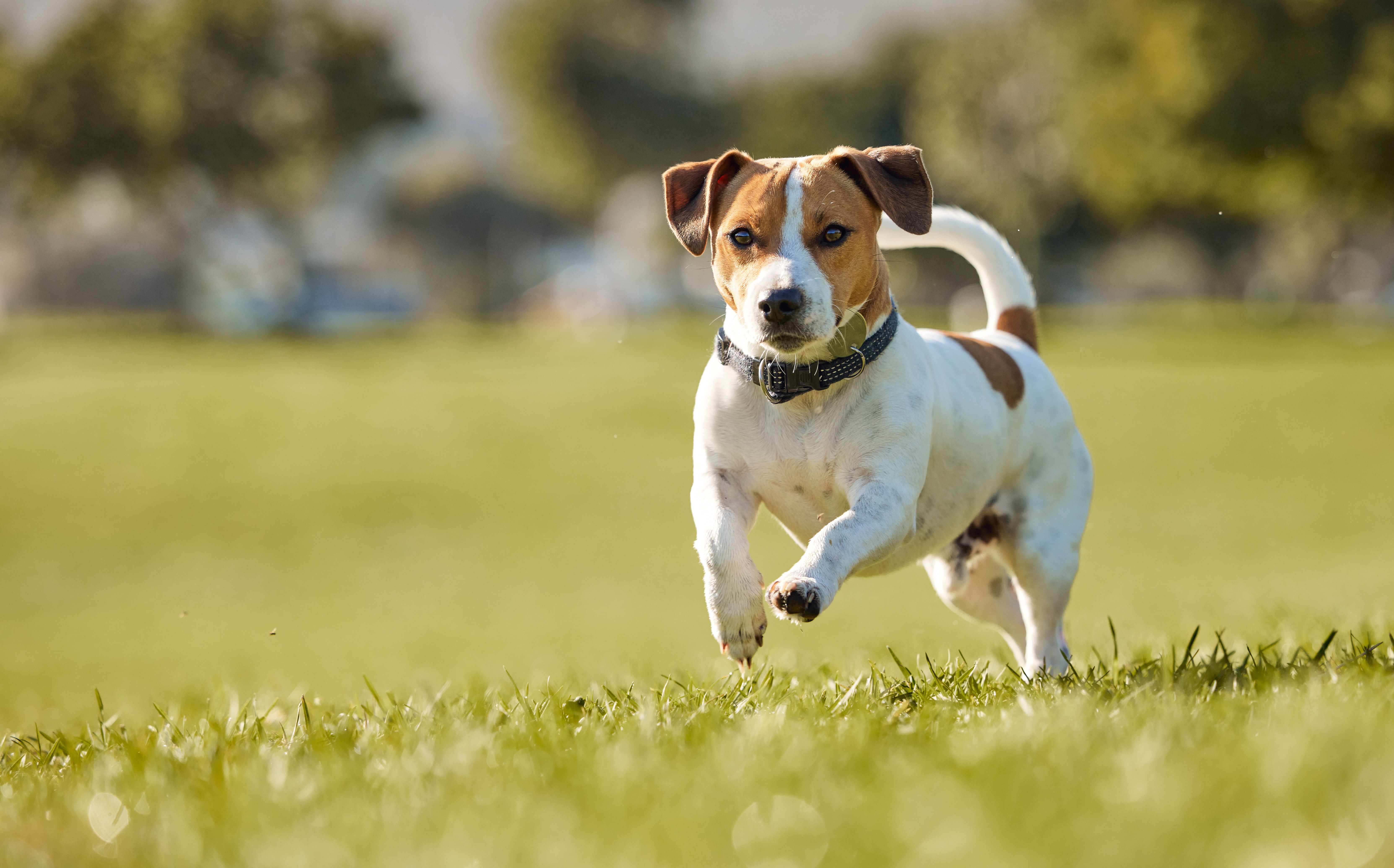dog exercise