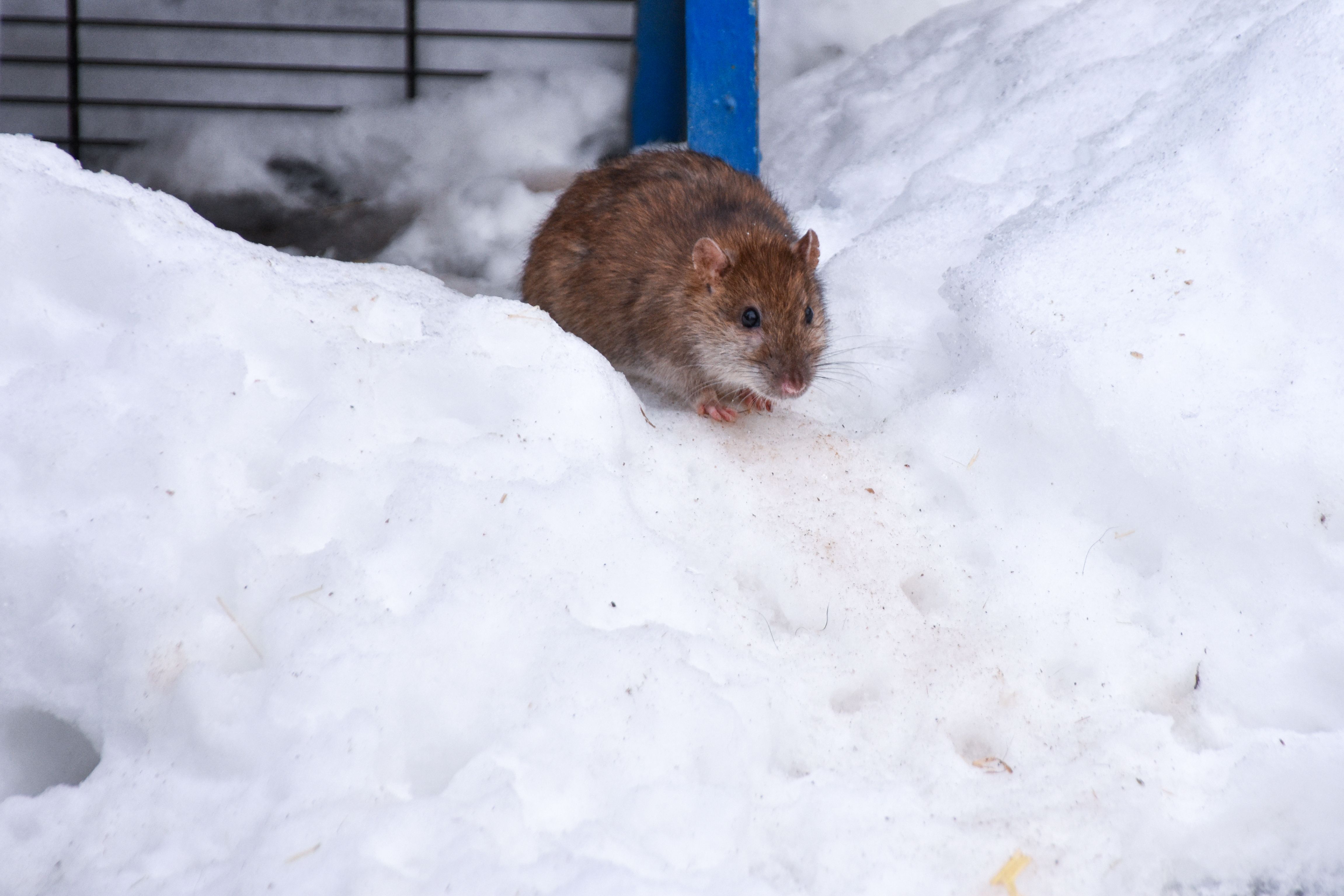 winter pests