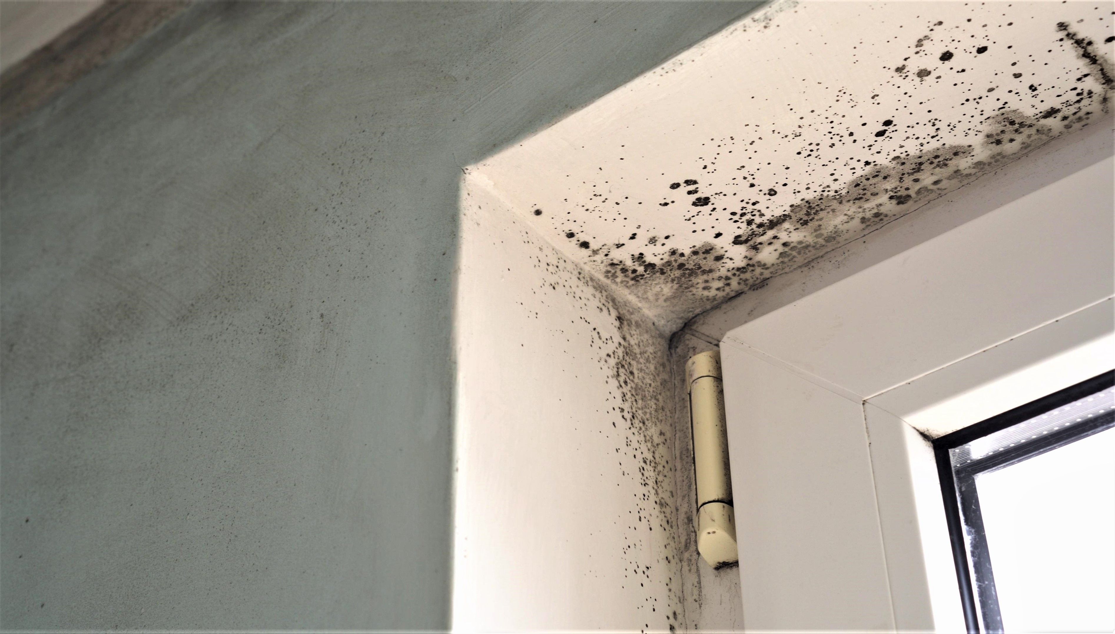 Understanding Mold: Causes, Prevention, and Solutions