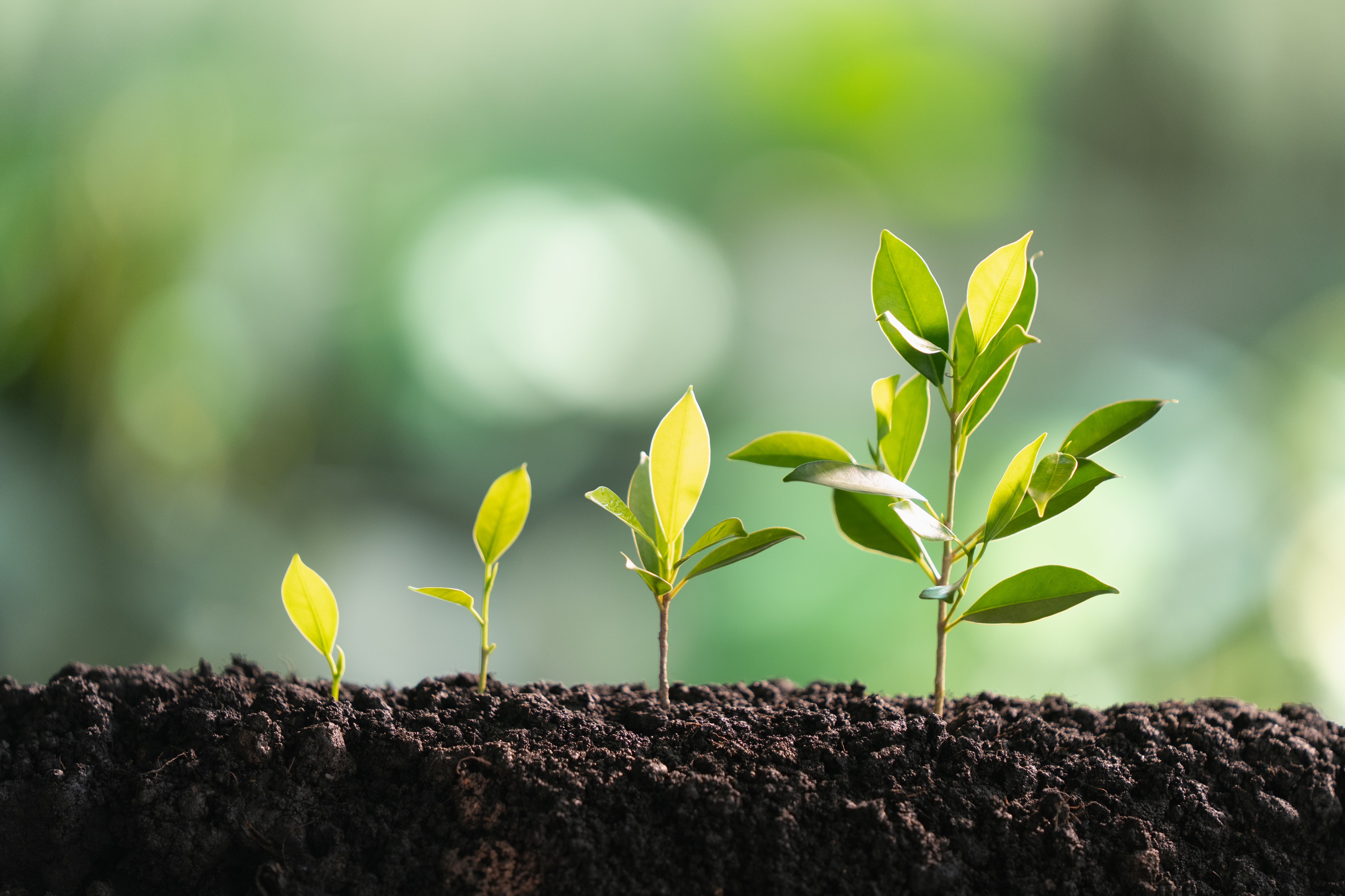 individuality growth