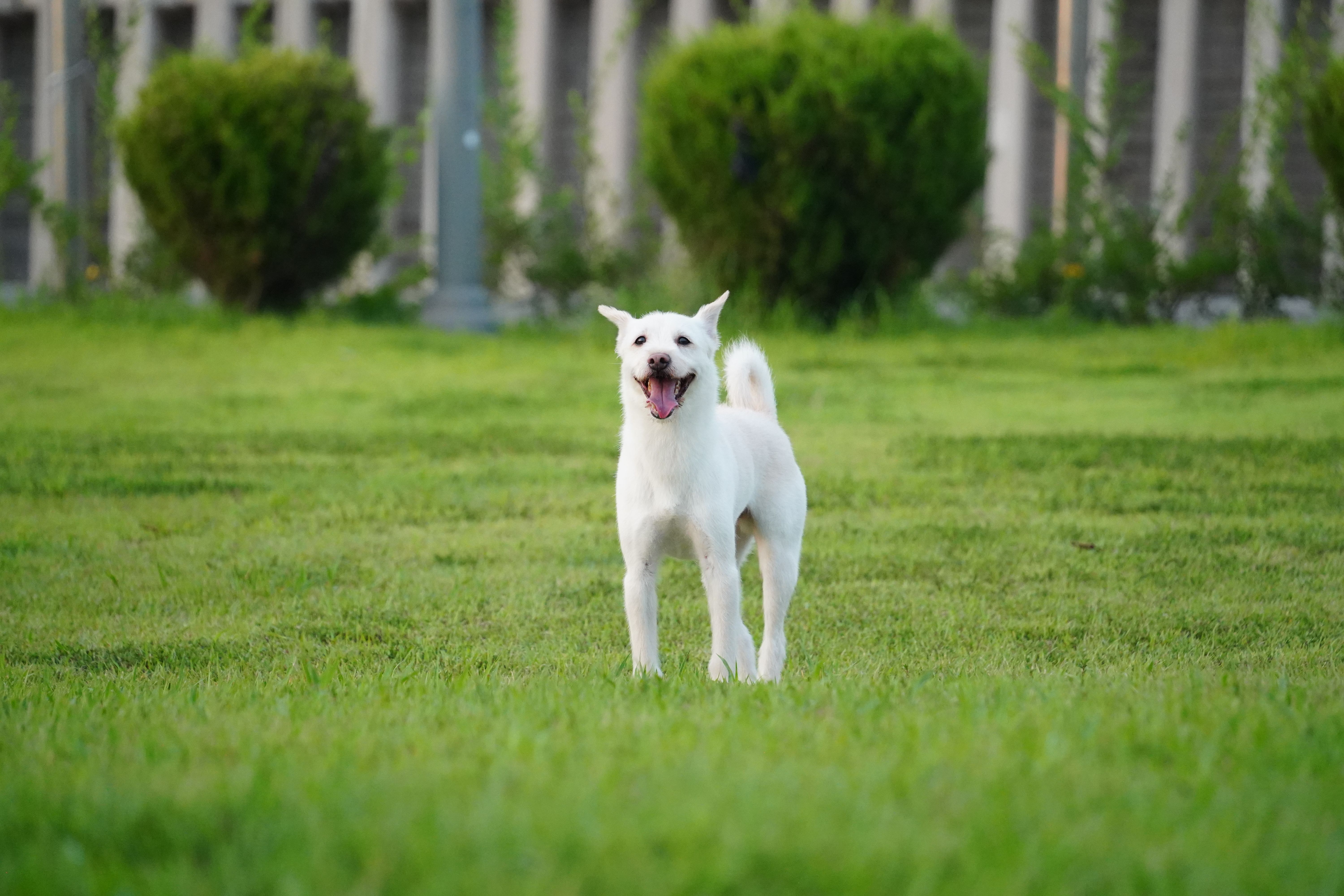 happy dog in nature