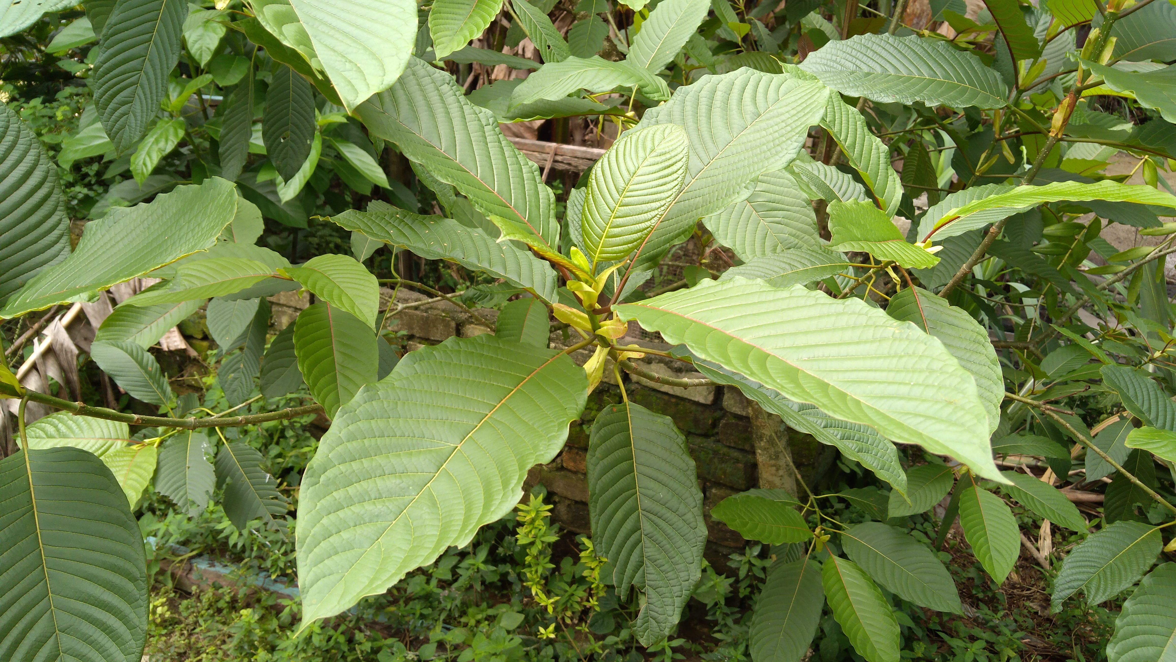 Mitragyna speciosa